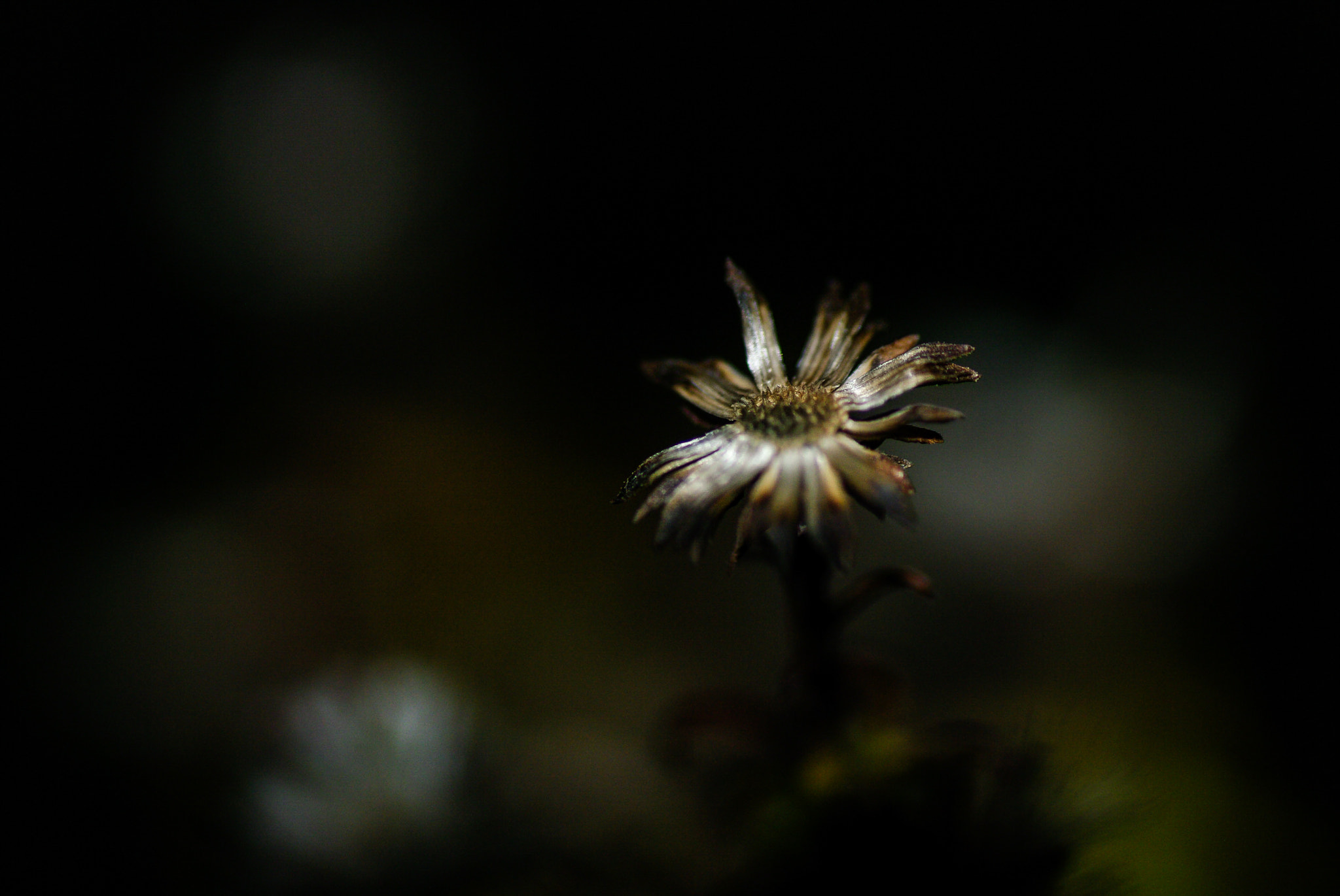 Tamron SP AF 90mm F2.8 Di Macro sample photo. Lonely&approach the end photography