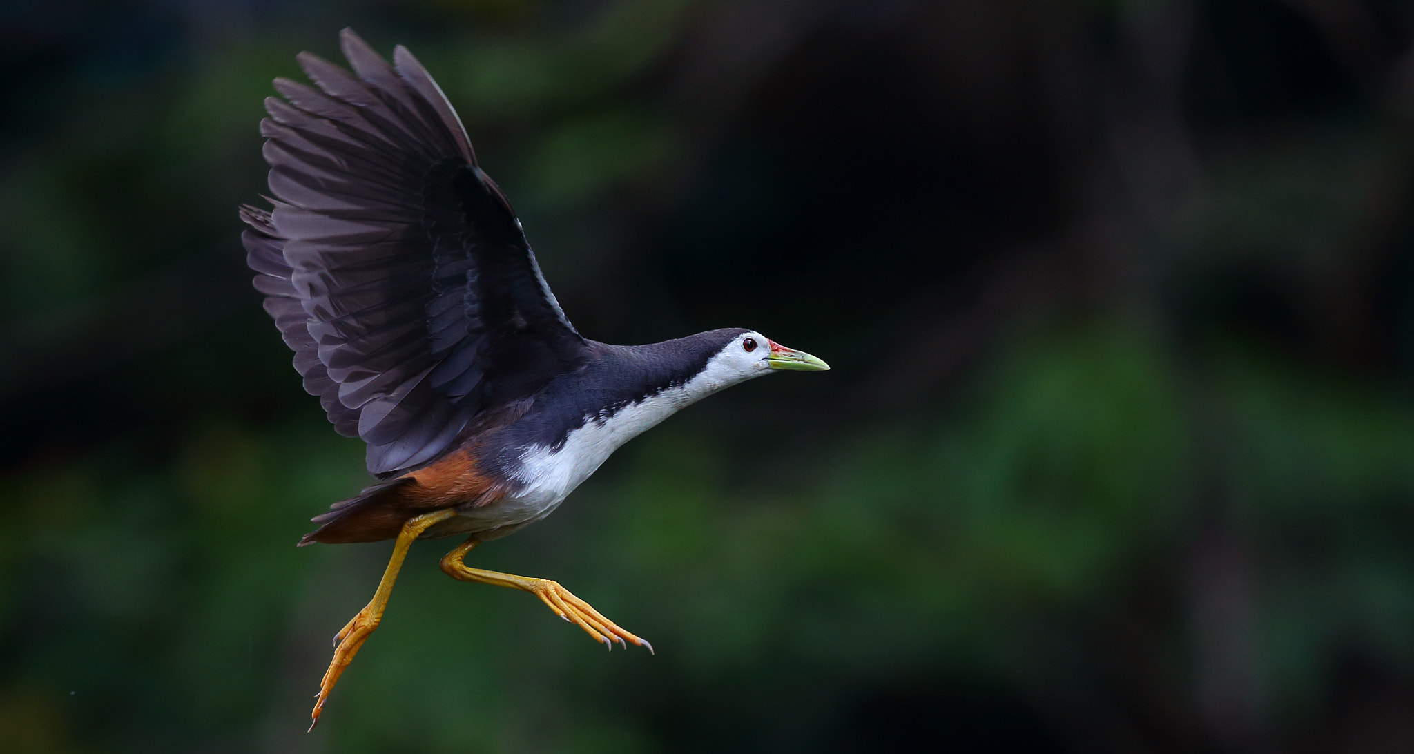 Canon EOS-1D X + Canon EF 300mm F2.8L IS II USM sample photo. Walking in the sky photography