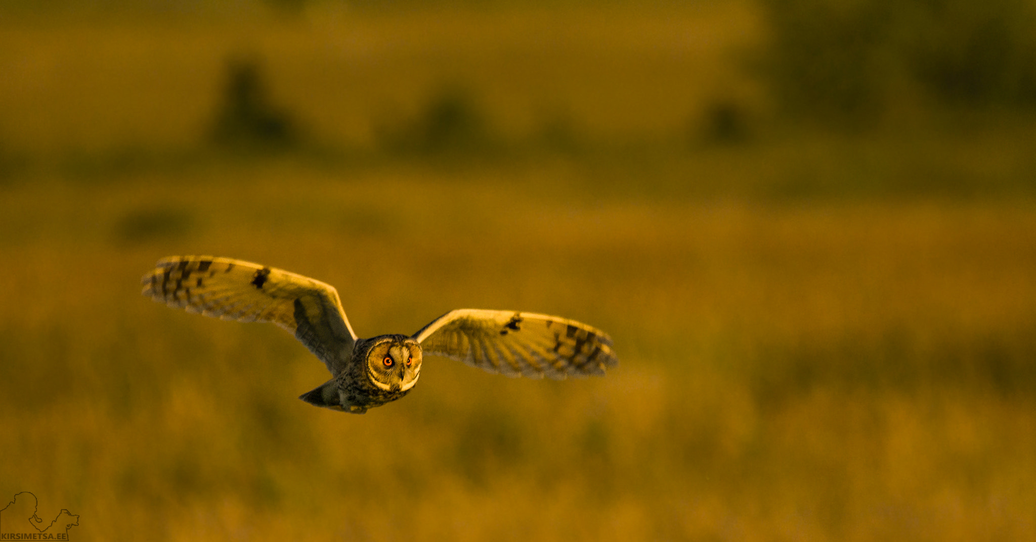 Sigma 150-500mm F5-6.3 DG OS HSM sample photo. To the sunset photography