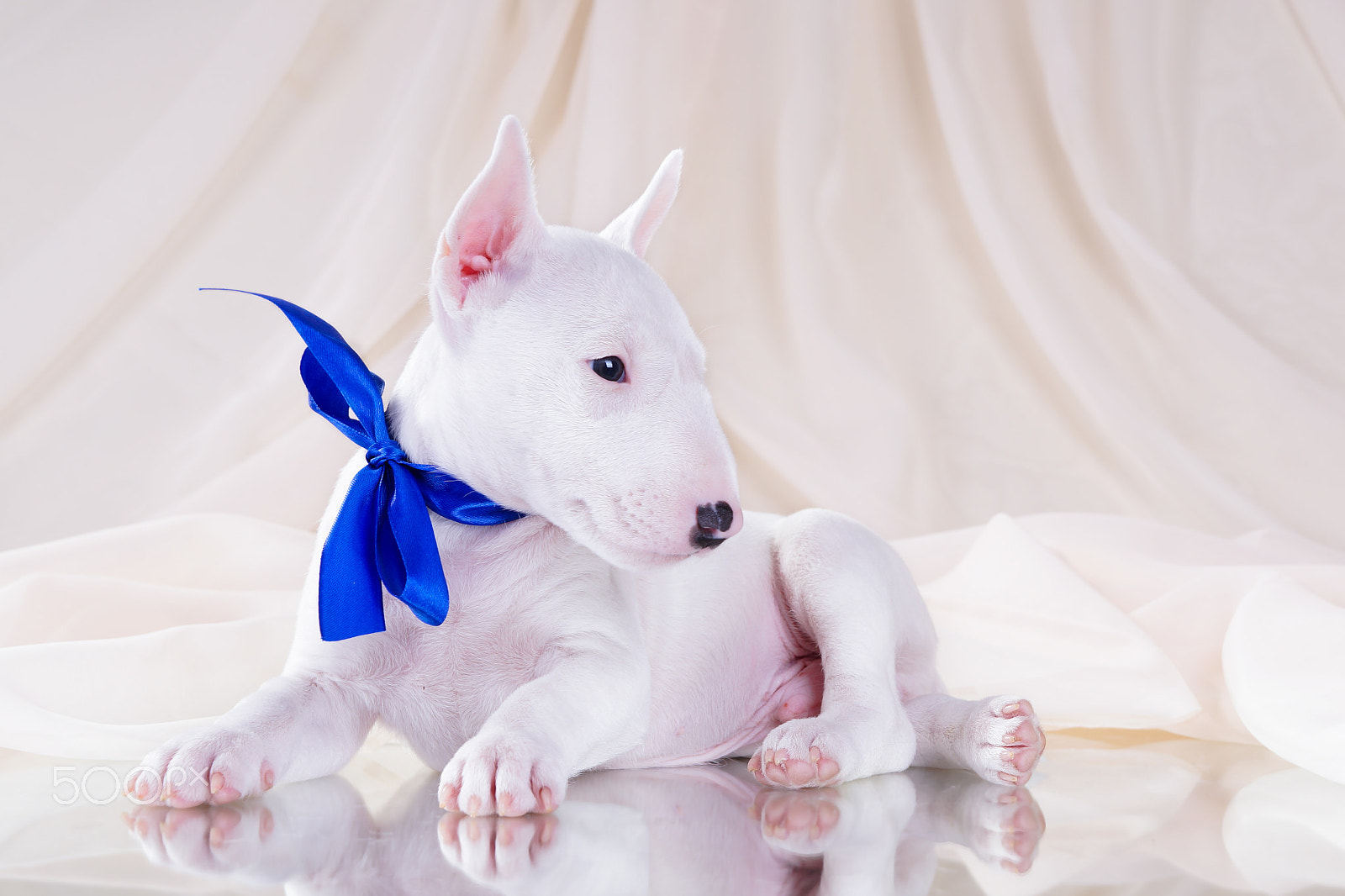 Sony Alpha a99 sample photo. Cute puppy bullterrier photography