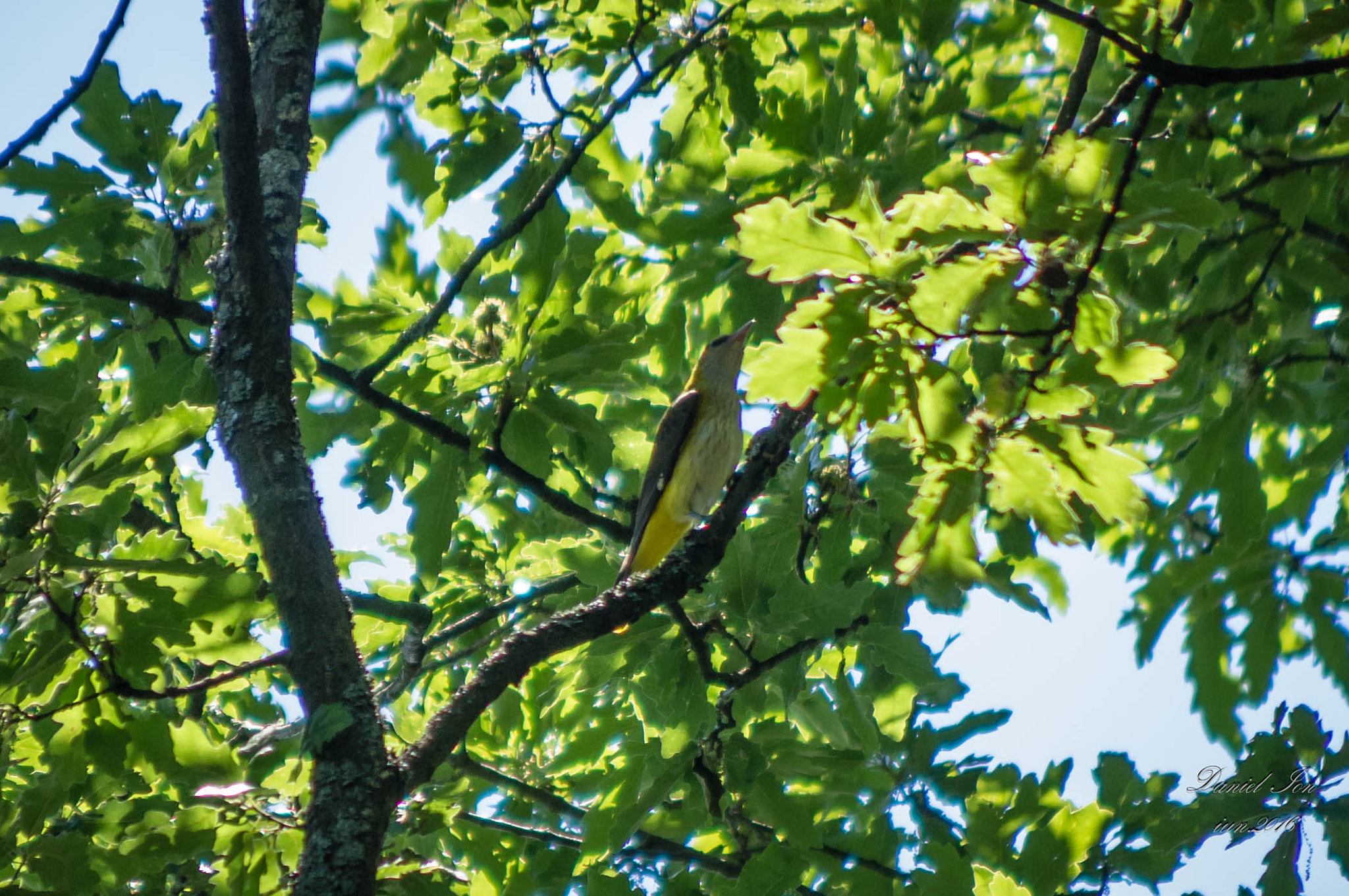 smc PENTAX-FA 80-320mm F4.5-5.6 sample photo. Oriolus oriolus photography