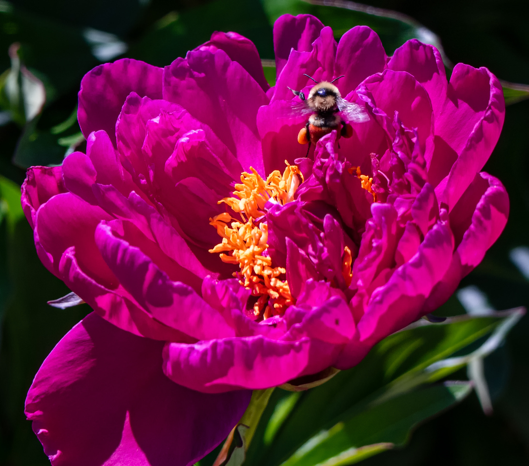 Olympus OM-D E-M1 + Panasonic Lumix G Vario 45-200mm F4-5.6 OIS sample photo. Peony and bee photography