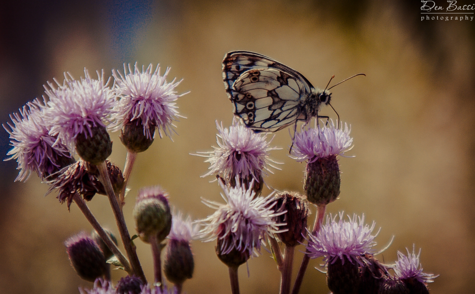 Sigma 17-70mm F2.8-4 DC Macro OS HSM sample photo. Butterfly photography
