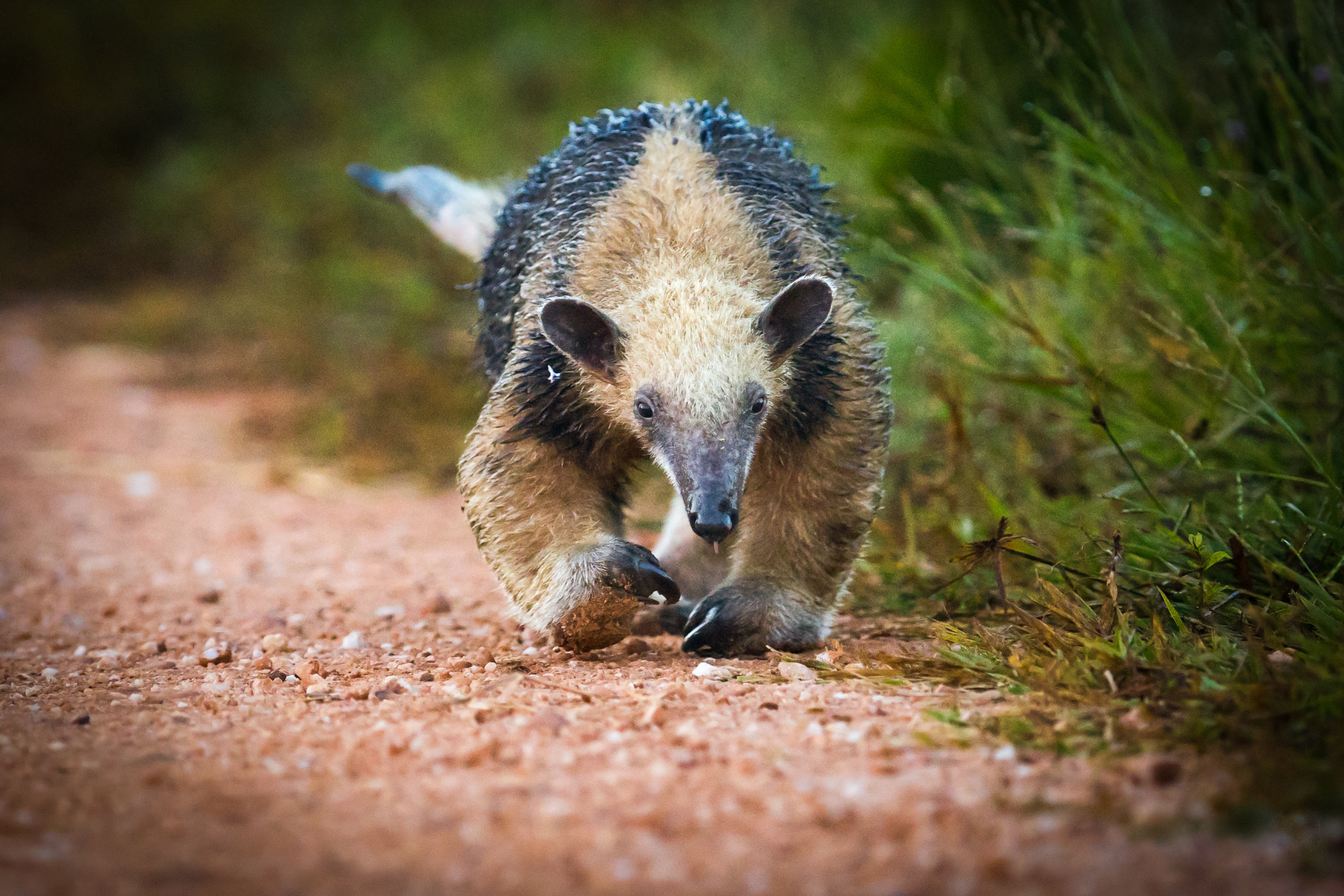 300mm F2.8 G sample photo. Southern tamandua photography