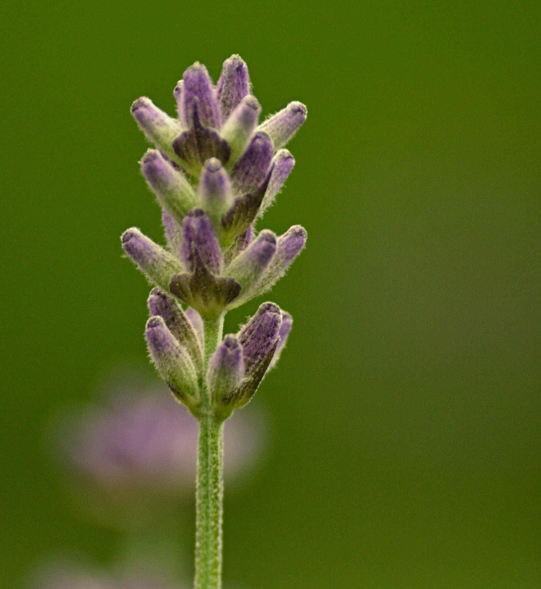 70.00 - 300.00 mm f/4.0 - 5.6 sample photo