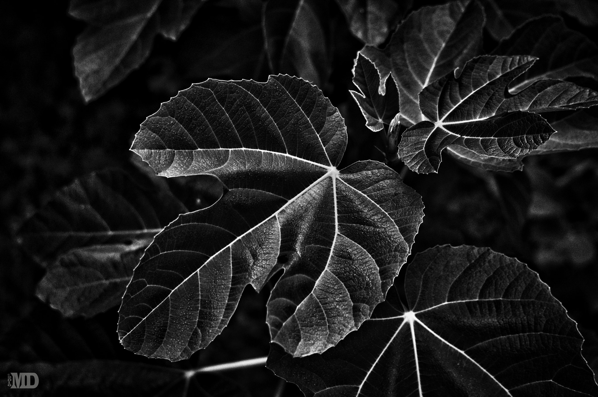 Sony Alpha NEX-5R + Sony E 55-210mm F4.5-6.3 OSS sample photo. Fig leaves photography