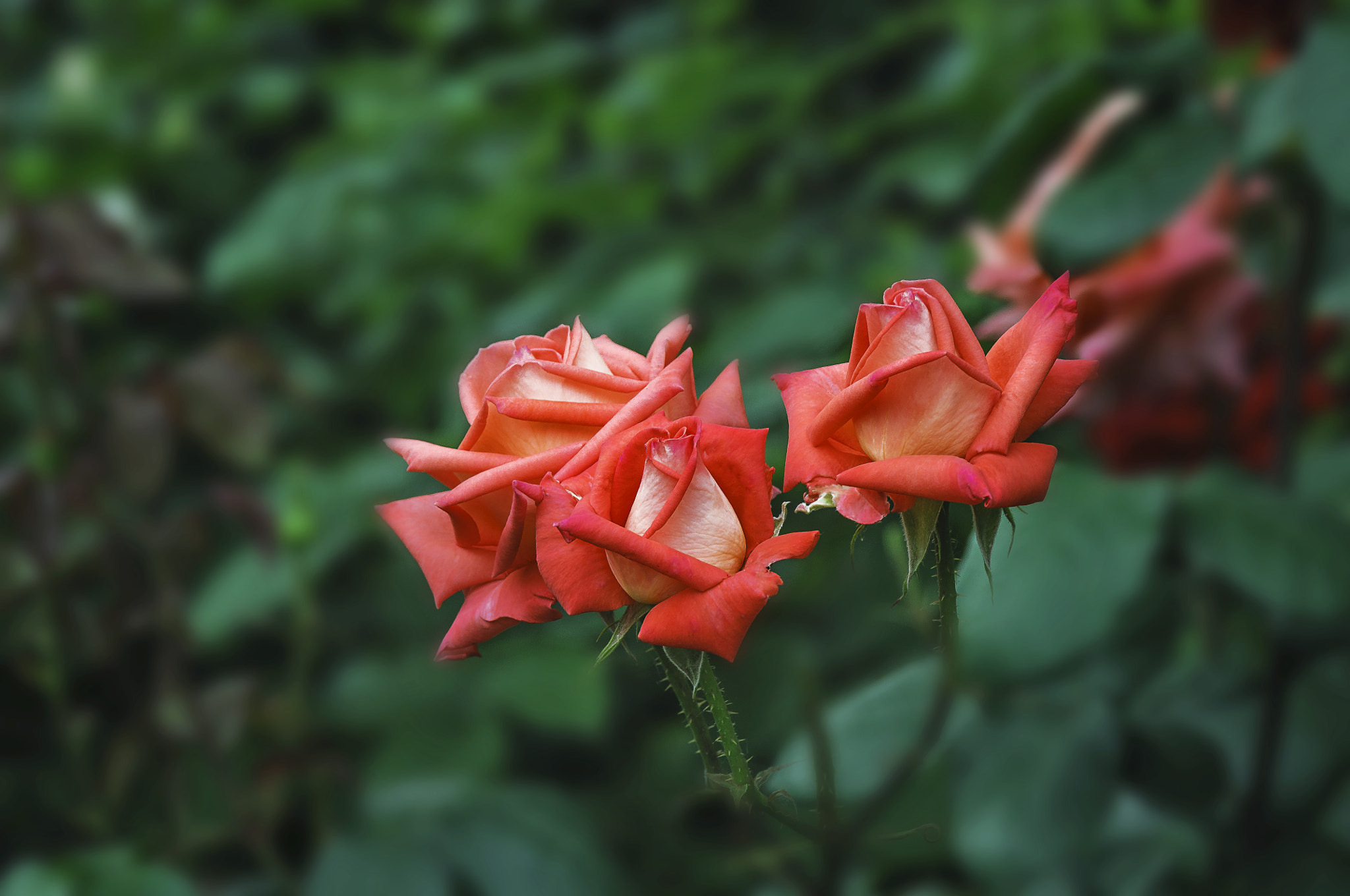 AF Micro-Nikkor 105mm f/2.8 sample photo. Розы photography