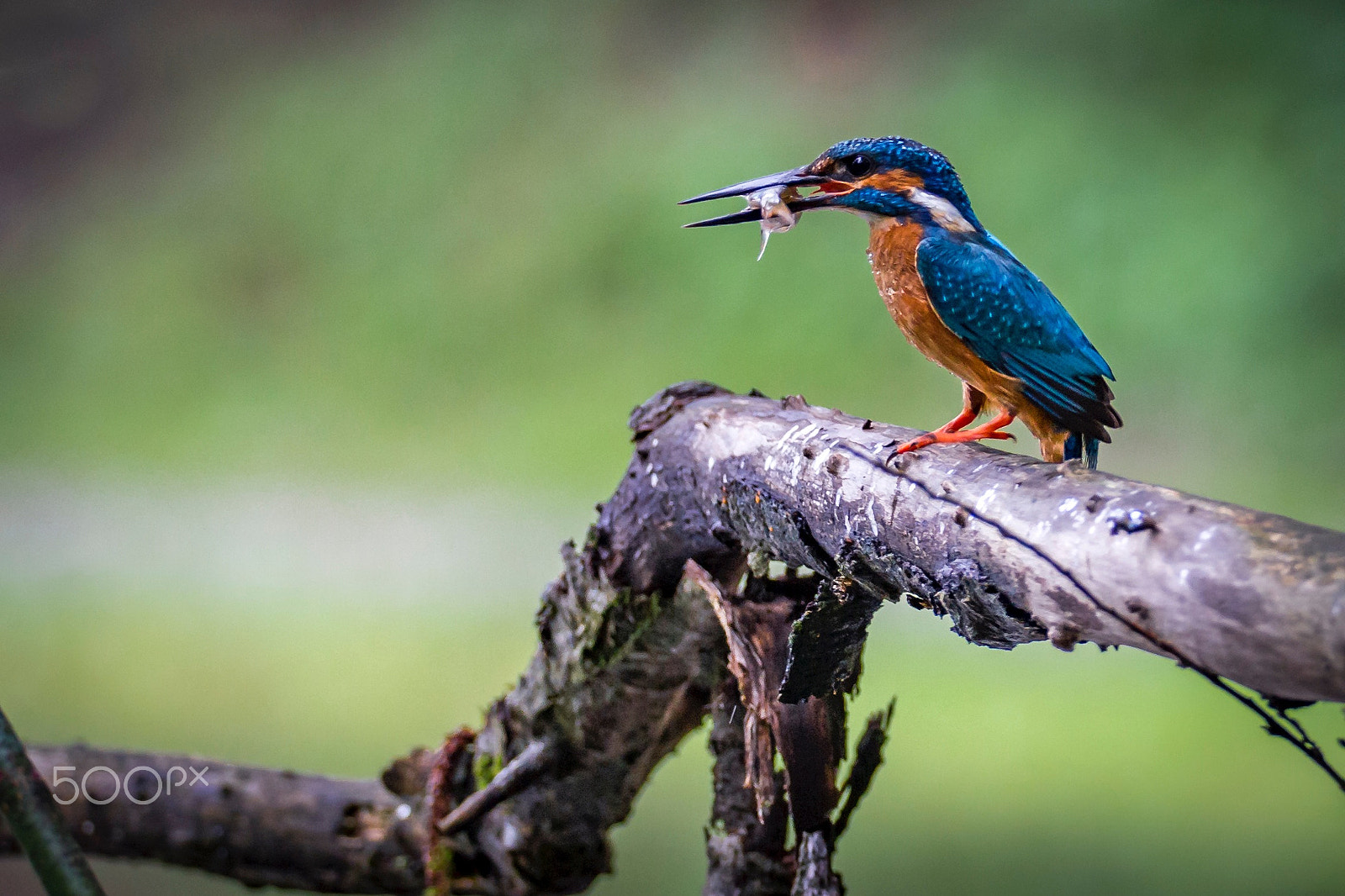 150-600mm F5-6.3 DG OS HSM | Sports 014 sample photo. The kingfisher photography