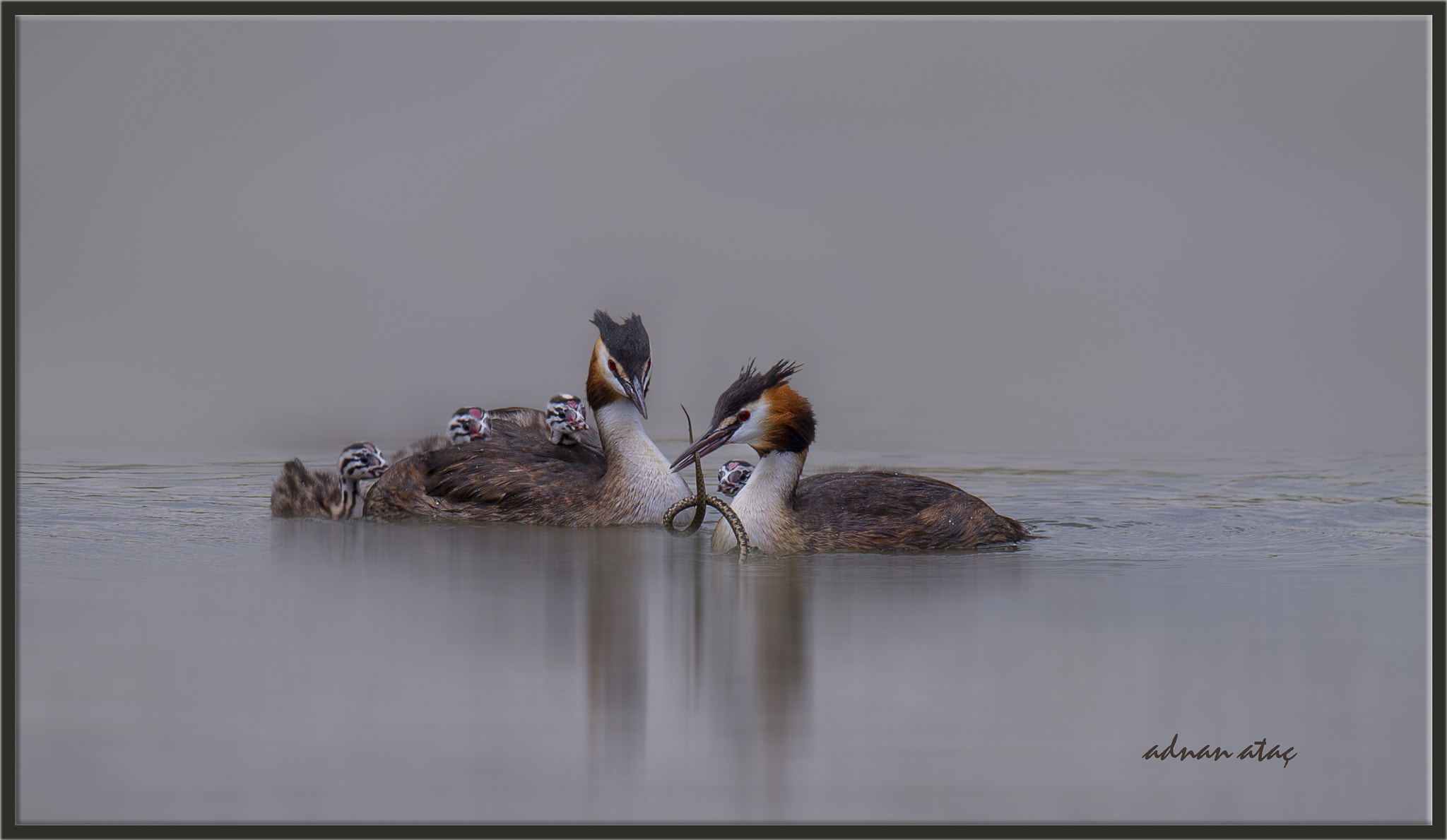 Sigma 150-600mm F5-6.3 DG OS HSM | S sample photo. Bahri - great crested grebe - podiceps cristatus photography