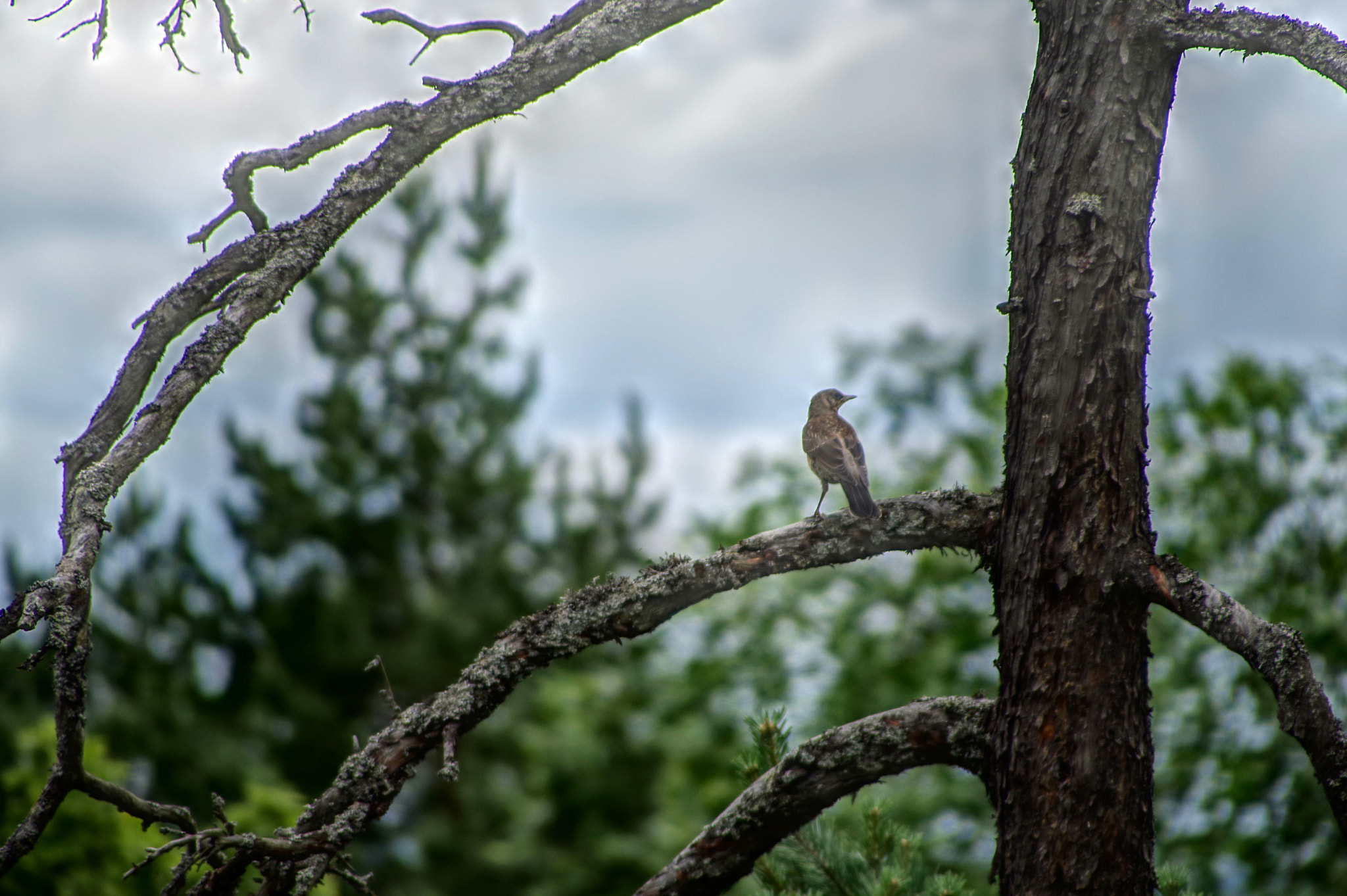 Pentax K-1 sample photo. Singing tree photography