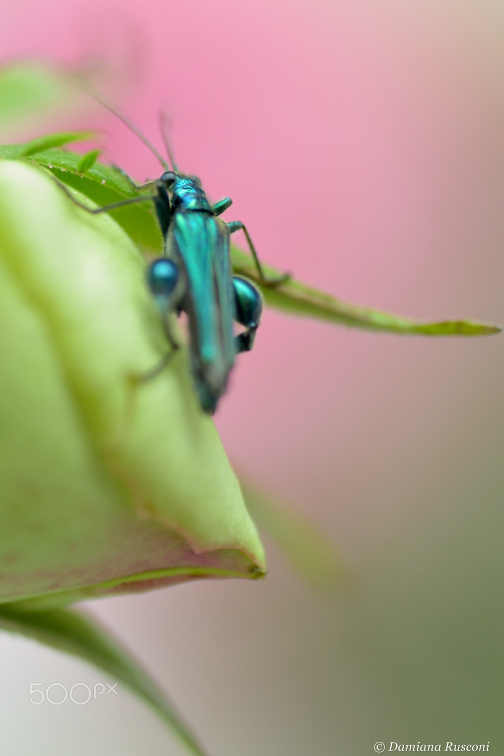 Nikon D3100 sample photo. Unexpected guest photography
