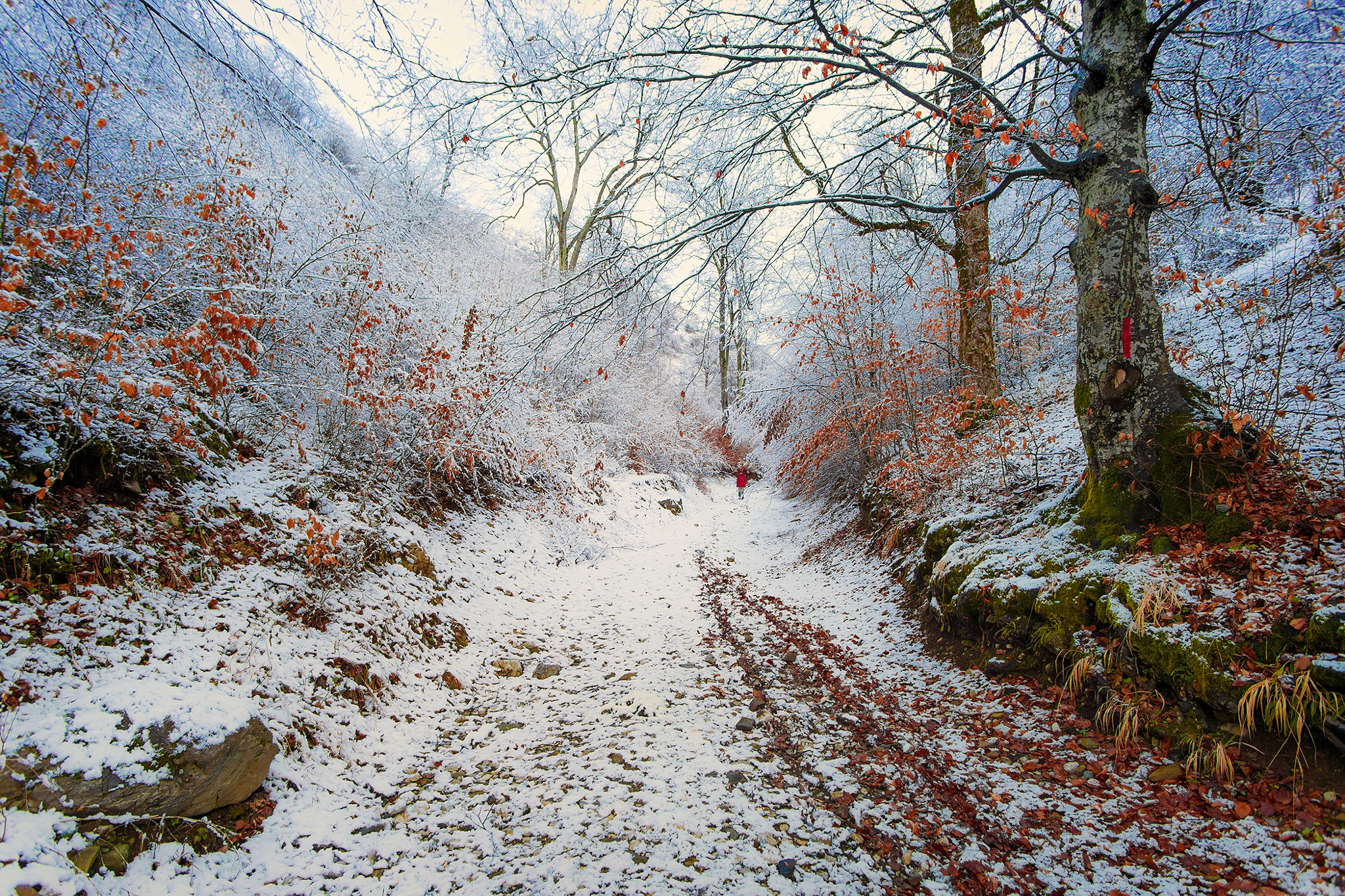 Sony Alpha DSLR-A850 + Soligor 19-35mm F3.5-4.5 sample photo. Winter forest road photography