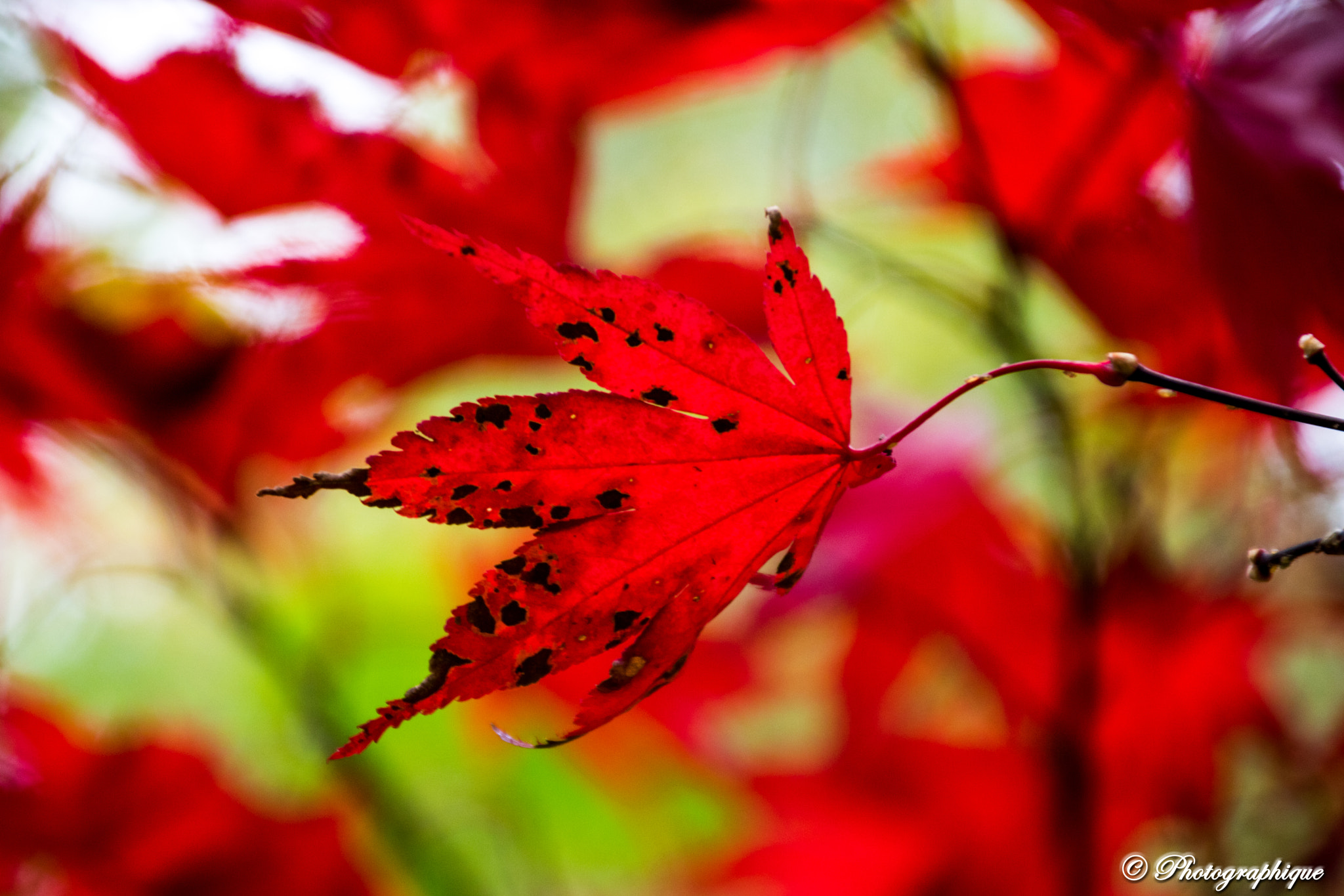 Canon EOS 760D (EOS Rebel T6s / EOS 8000D) + Canon TS-E 90mm F2.8 Tilt-Shift sample photo. Autumn leaves.jpg photography