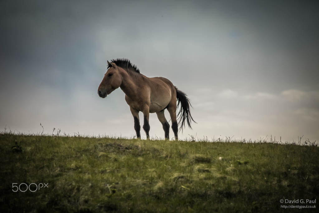 Sigma 150-500mm F5-6.3 DG OS HSM sample photo. Przewalksi's horse photography