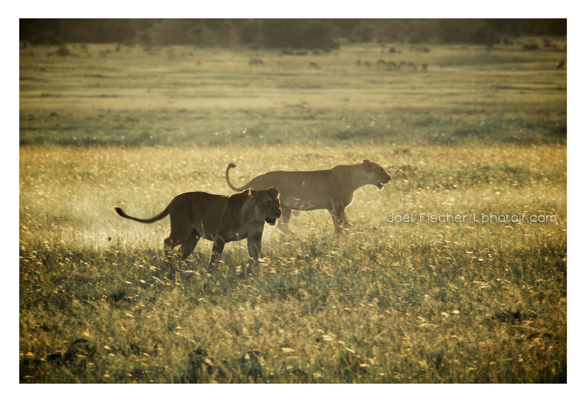 Canon EF 100-400mm F4.5-5.6L IS USM sample photo. "À la chasse !" photography