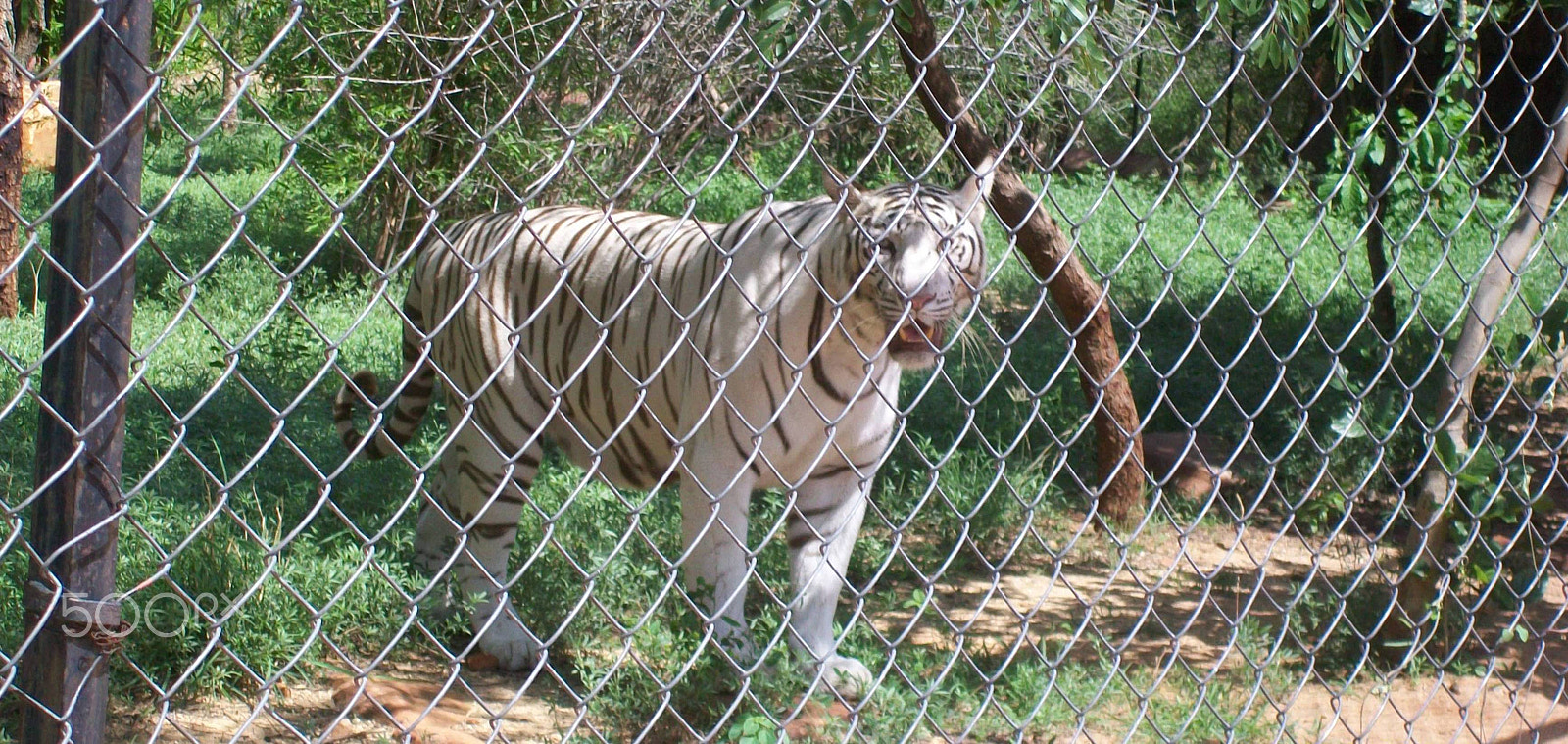 Kodak EasyShare C913 sample photo. Bengal tiger photography