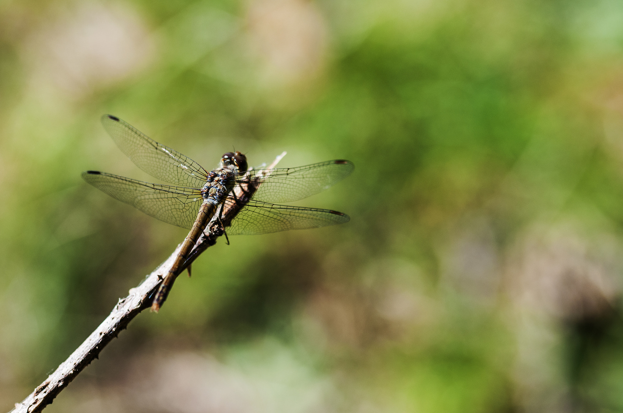 Sigma 105mm F2.8 EX DG OS HSM sample photo. Libelula photography