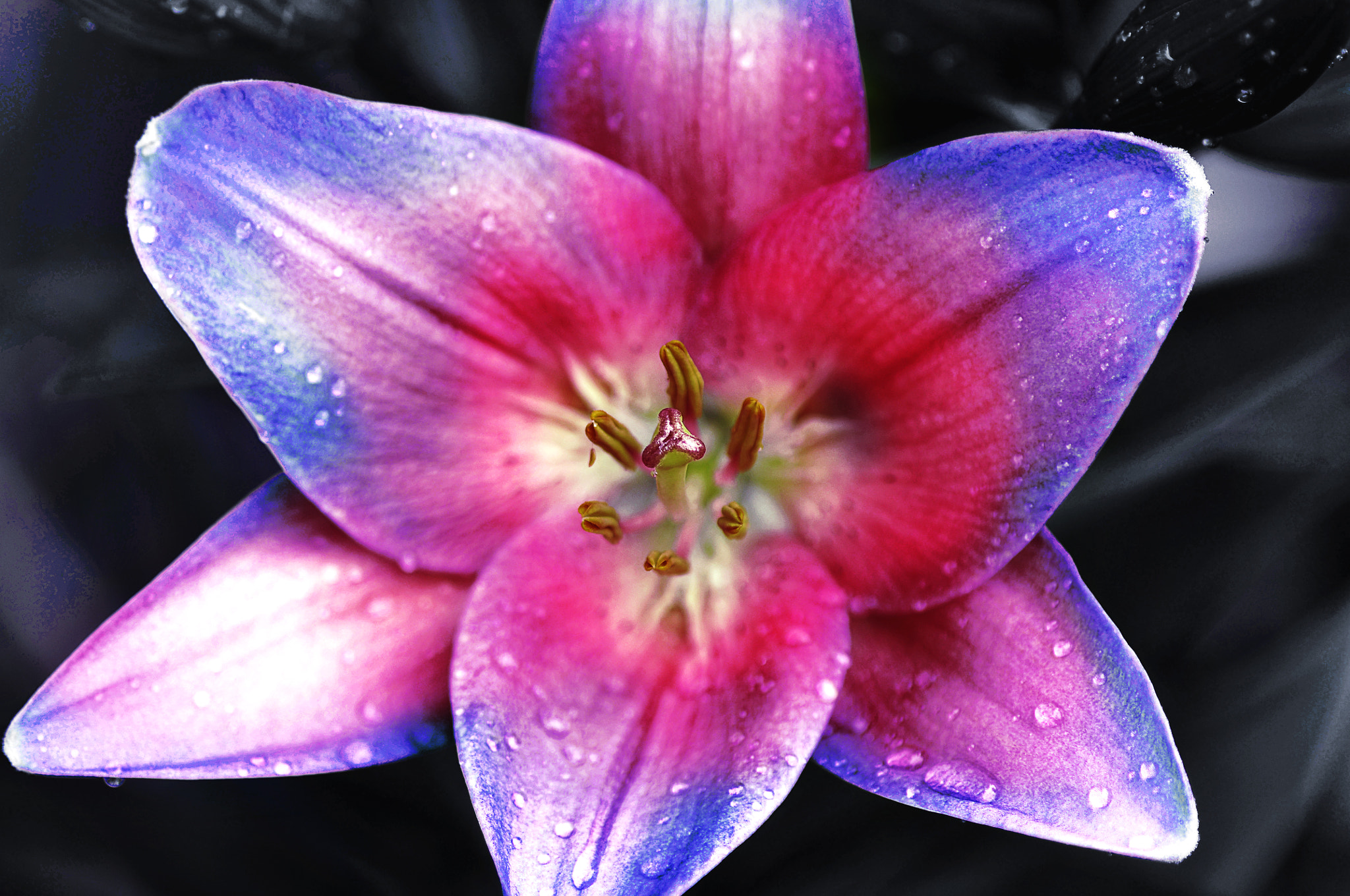Nikon D300 + AF Micro-Nikkor 105mm f/2.8 sample photo. Лилия photography