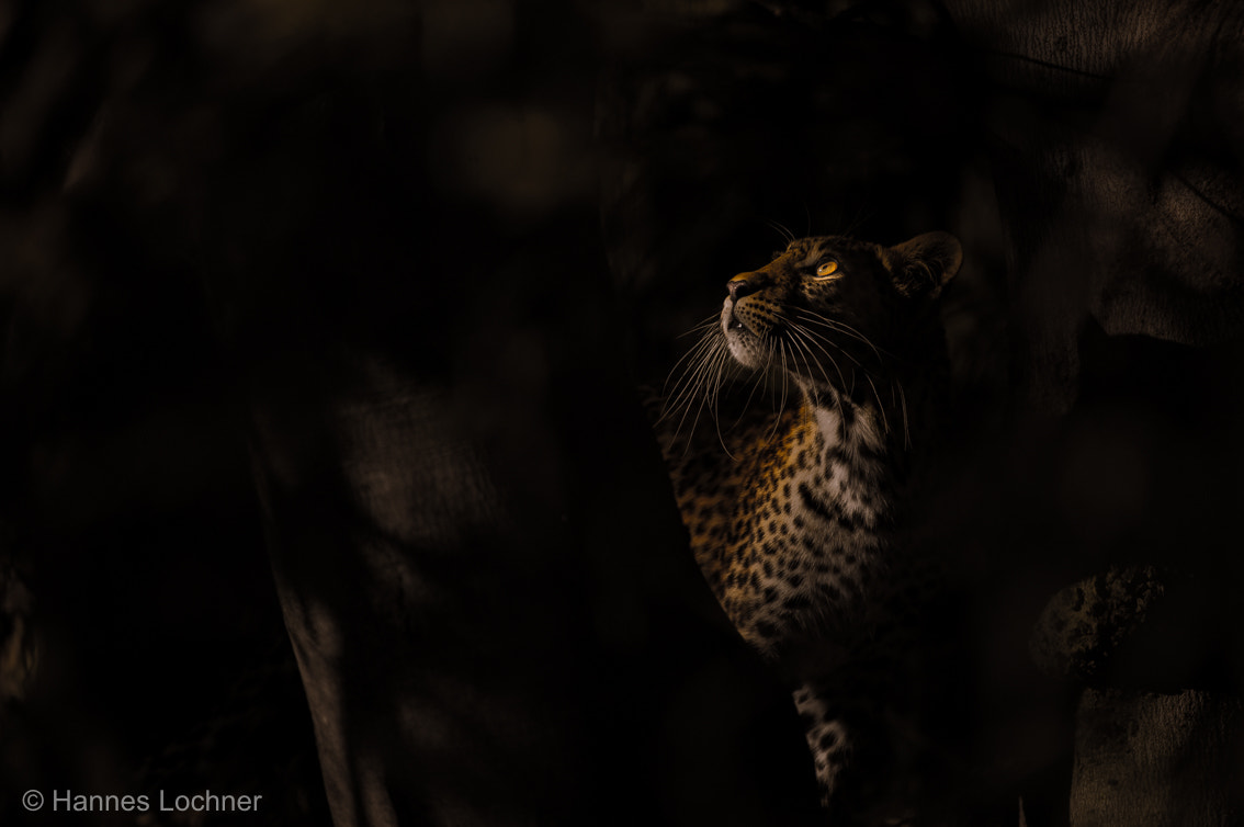 Nikon AF-S Nikkor 200-400mm F4G ED-IF VR sample photo. Golden eye photography
