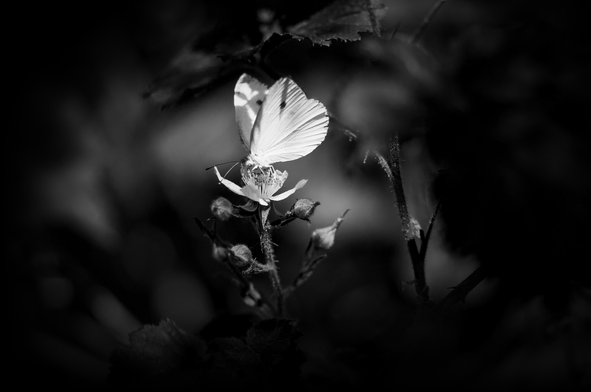 Sigma 105mm F2.8 EX DG OS HSM sample photo. Mariposa photography