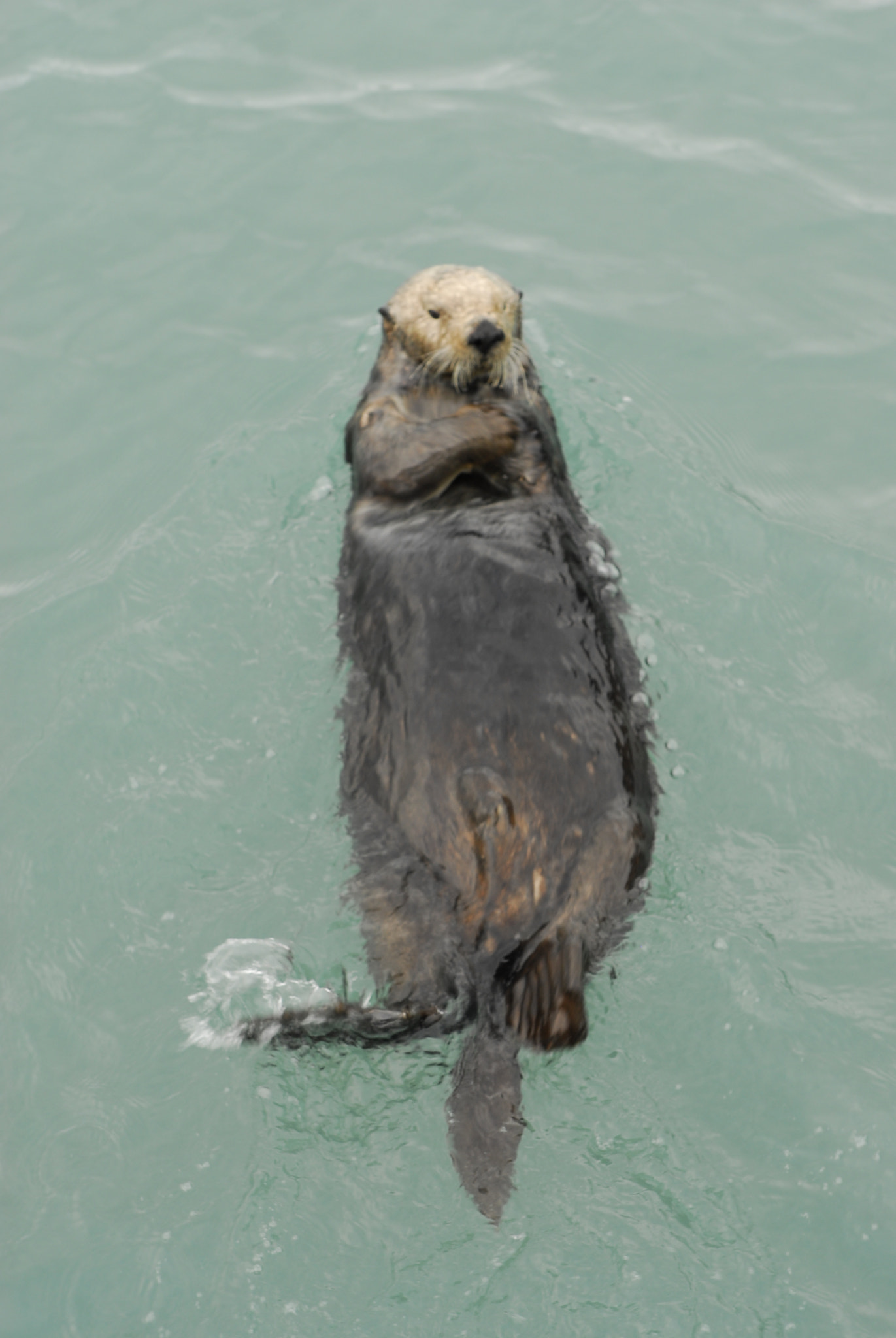 Nikon D200 sample photo. Sea otter.jpg photography