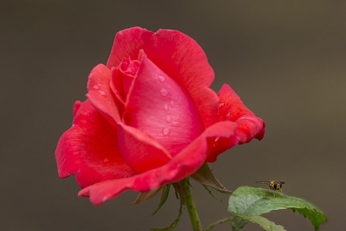 Sigma APO Macro 150mm f/2.8 EX DG HSM sample photo. The rose and the fly photography