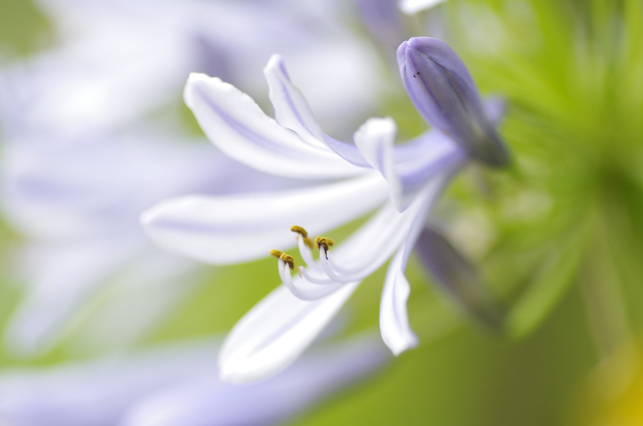 Pentax K-30 + Tamron SP AF 90mm F2.8 Di Macro sample photo. Agapanthus photography