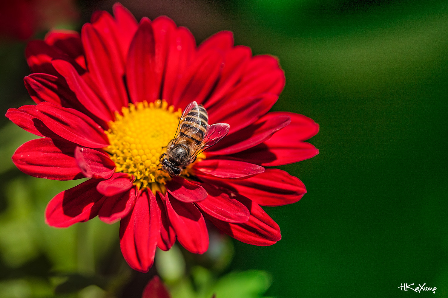 Canon EF-S 60mm F2.8 Macro USM sample photo. Bee photography
