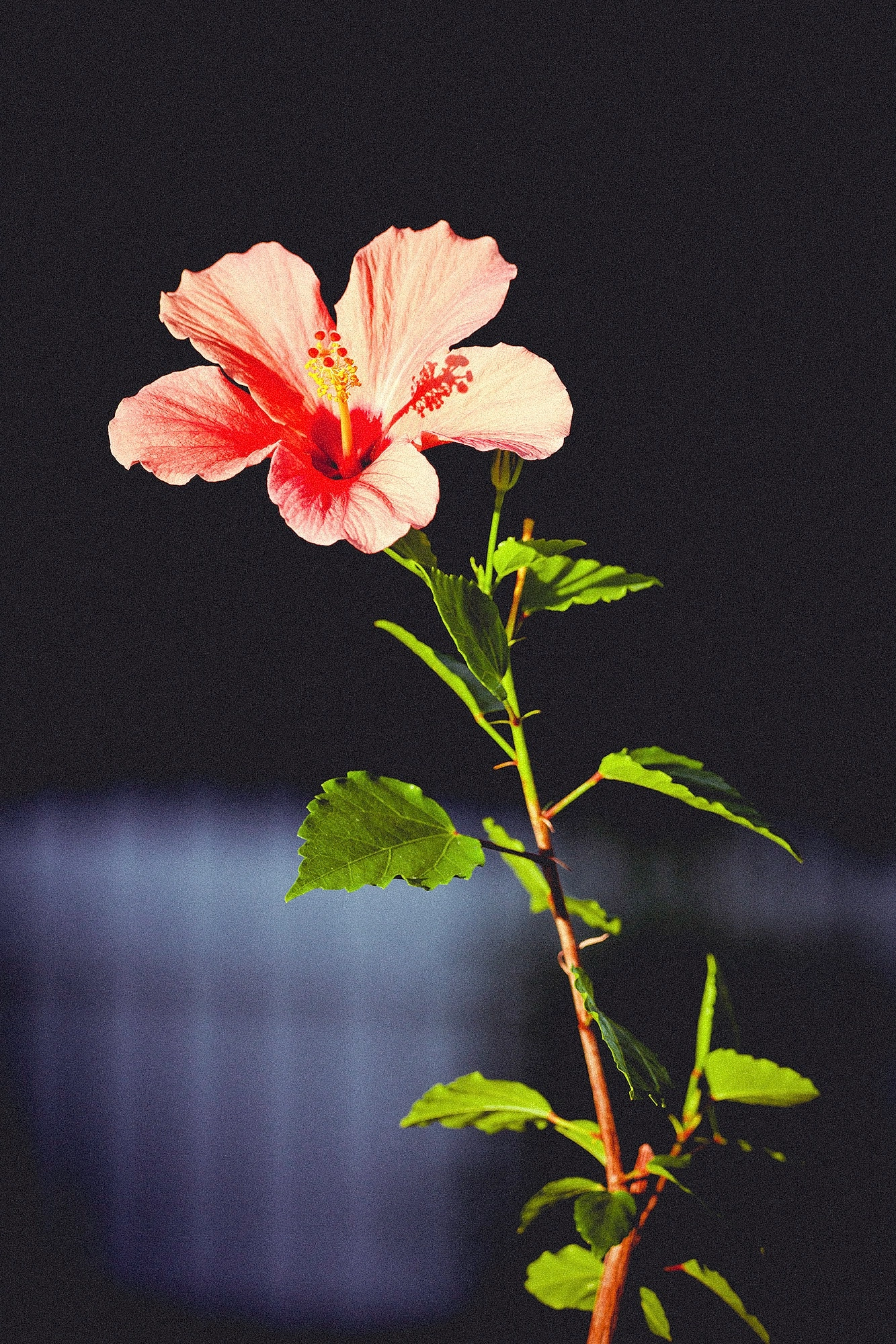 150-600mm F5-6.3 DG OS HSM | Contemporary 015 sample photo. Hibiscus photography