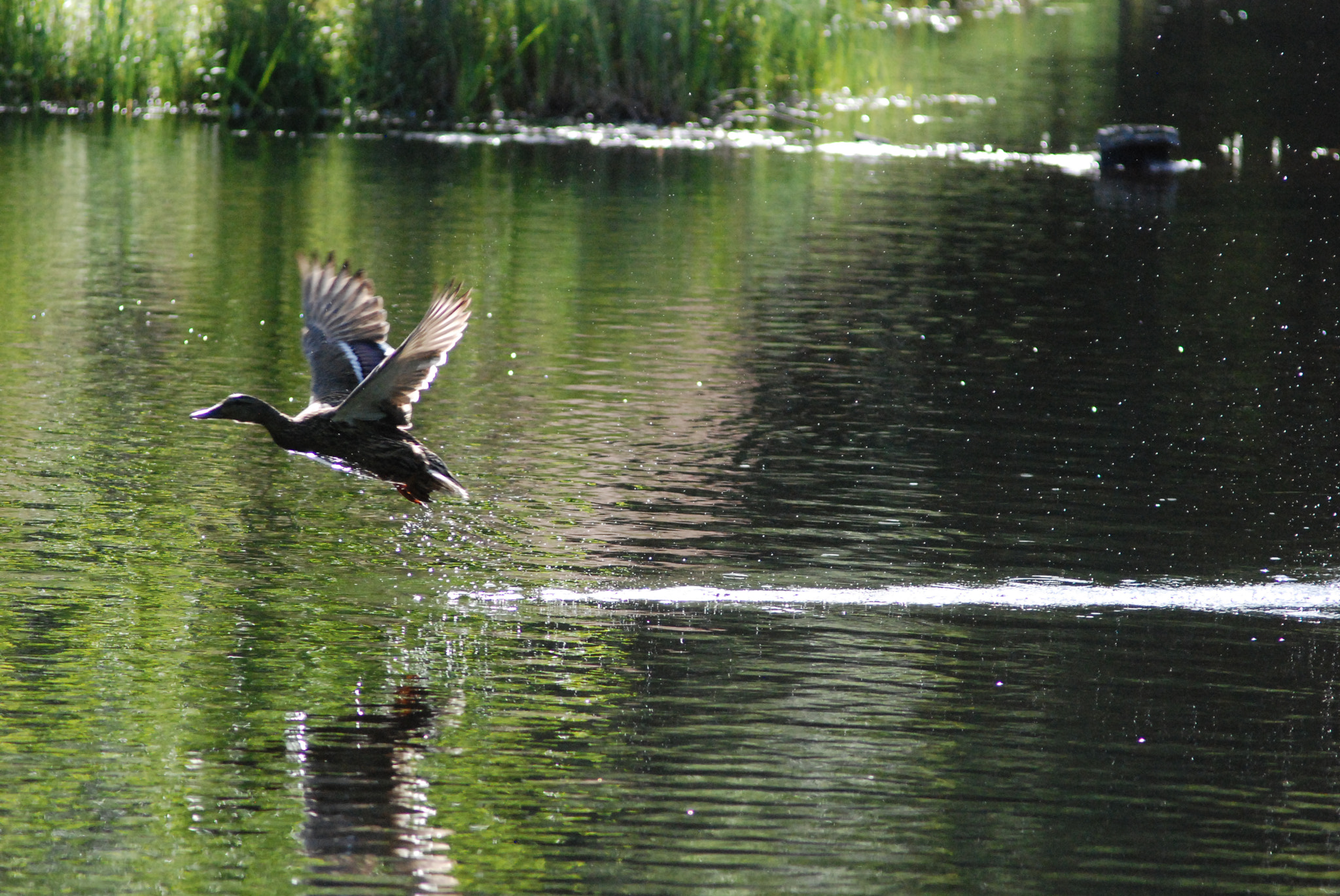 Nikon D80 + AF Zoom-Nikkor 80-200mm f/4.5-5.6D sample photo. Dsc_1289.jpg photography