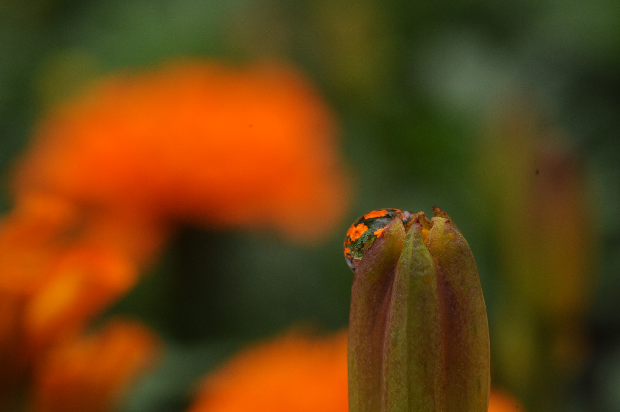 Nikon D300S + AF Micro-Nikkor 60mm f/2.8 sample photo. Water_drops  雫の中の世界   photography