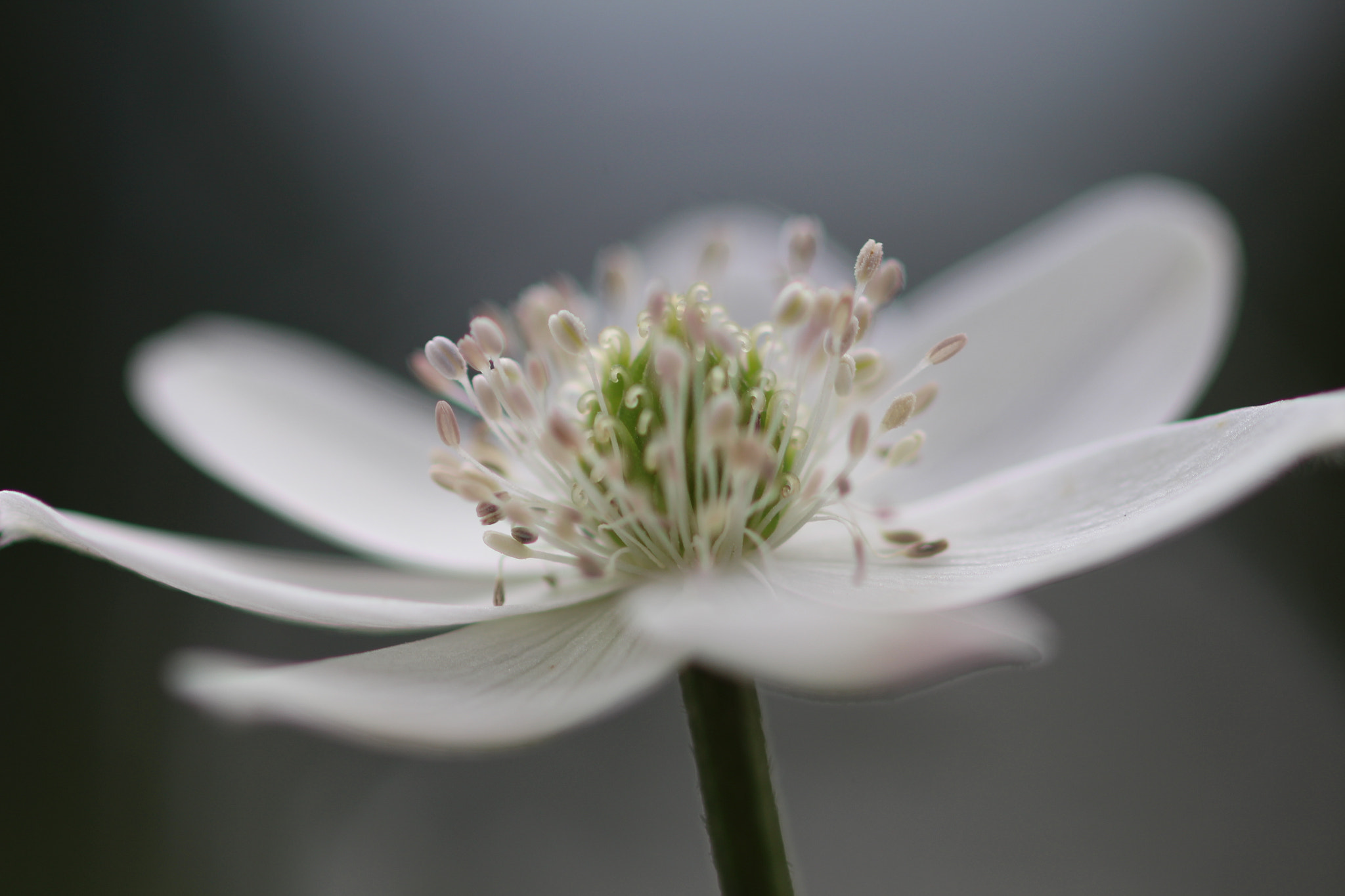 Canon EOS 700D (EOS Rebel T5i / EOS Kiss X7i) + Canon EF 100mm F2.8 Macro USM sample photo. Delicate and soft photography