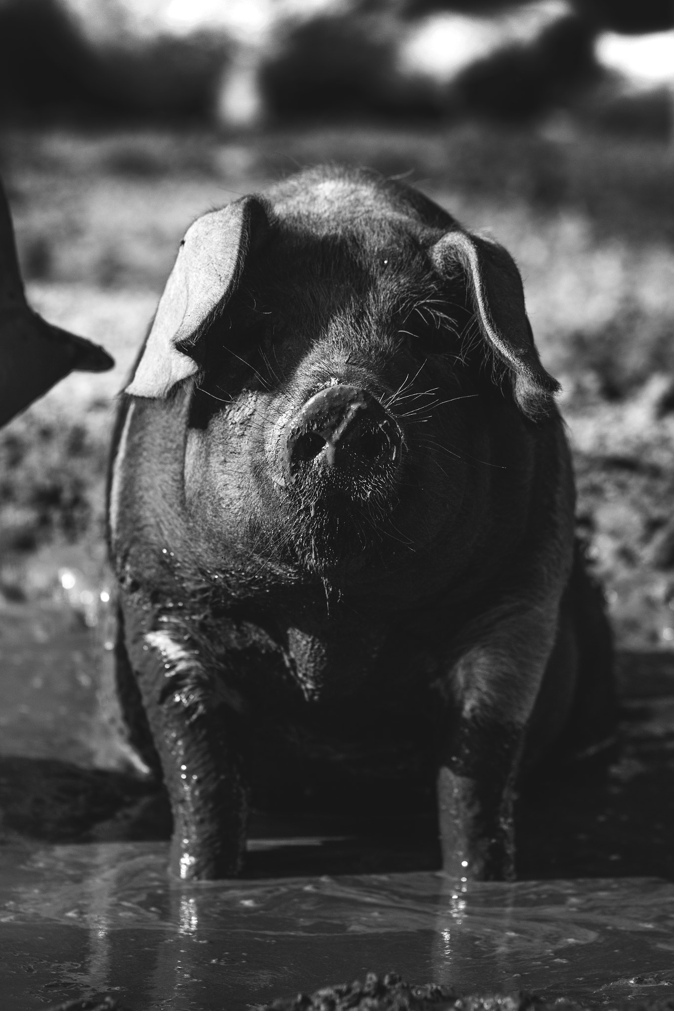 Canon EOS 600D (Rebel EOS T3i / EOS Kiss X5) + Canon EF 100mm F2.0 USM sample photo. Pig in mud photography