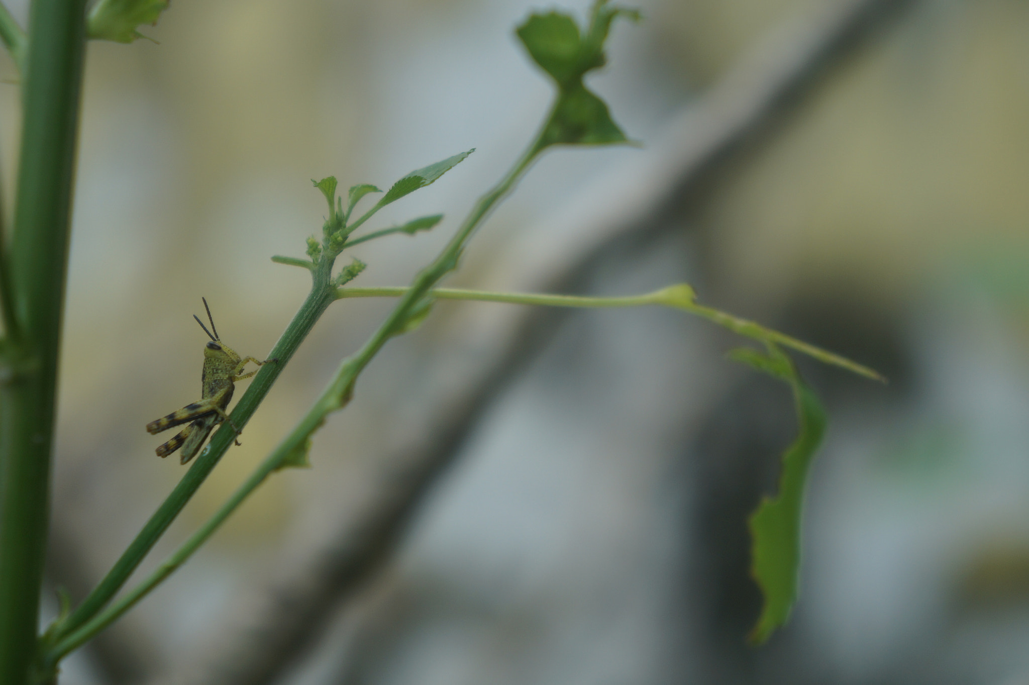 Sony FE 28-70mm F3.5-5.6 OSS sample photo. Little grasshopper photography
