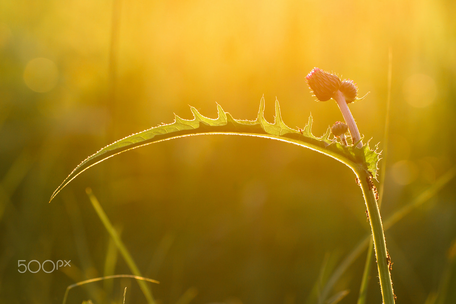 Canon EF 180mm F3.5L Macro USM sample photo. Thistle photography