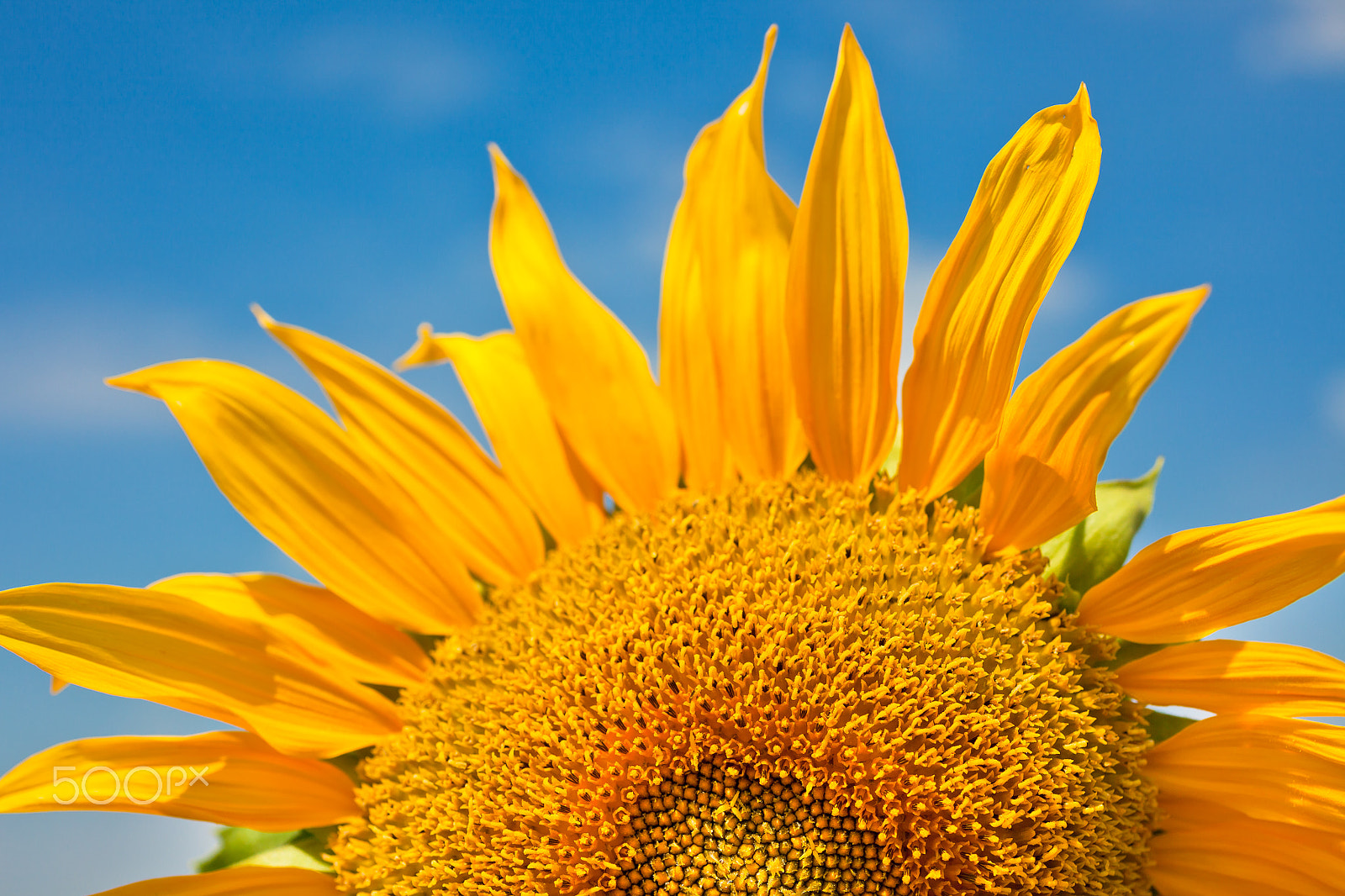 Canon EF 50mm F2.5 Macro sample photo. Sunflower close up photography