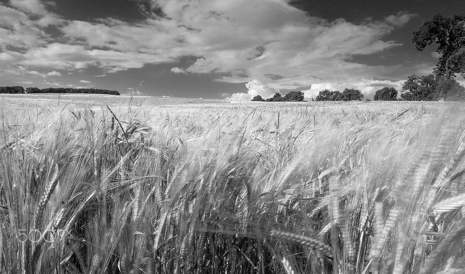 Canon EF-S 10-18mm F4.5–5.6 IS STM sample photo. Dance of the corn..... photography