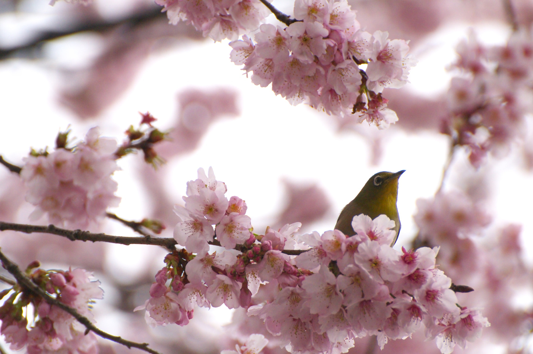 VR 70-300mm F/4.5-5.6 G sample photo