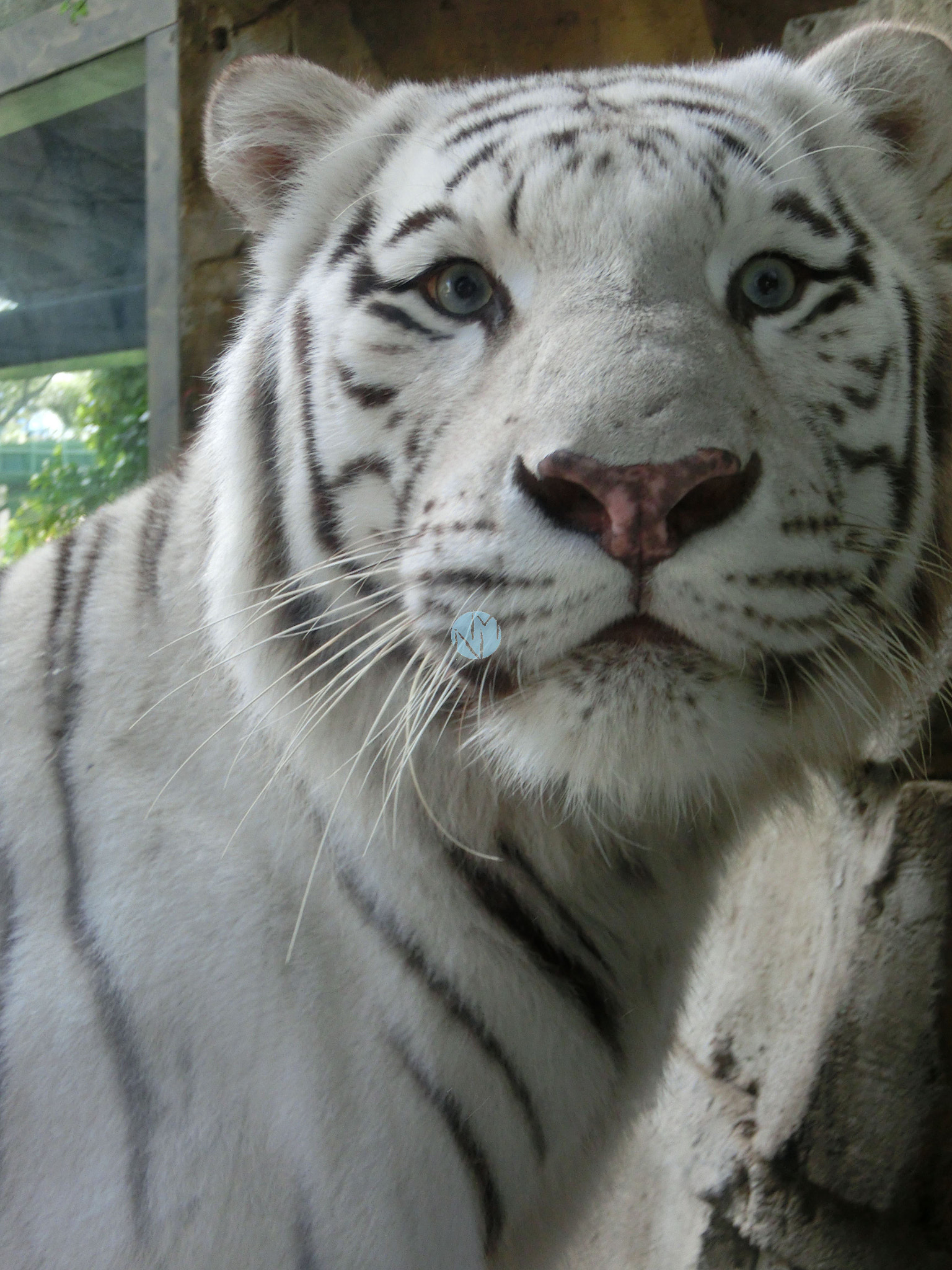 CASIO EX-ZR200 sample photo. White tiger - bushgardens photography