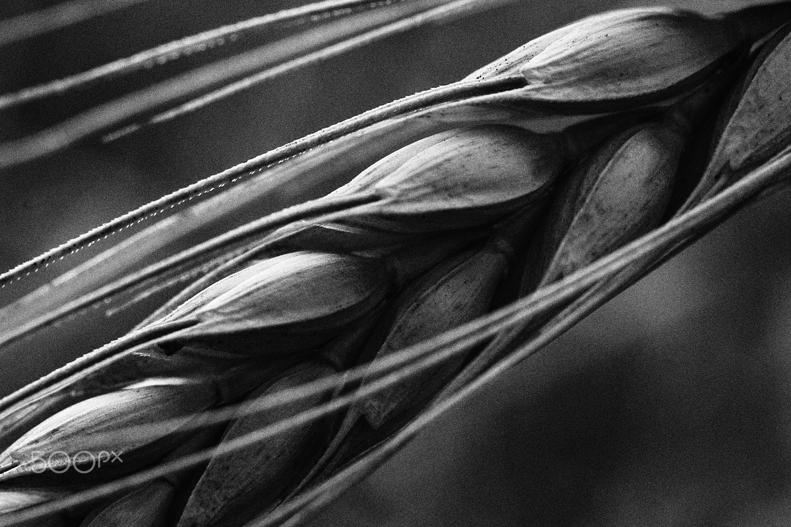 Nikon D50 sample photo. Sheaf of wheat photography