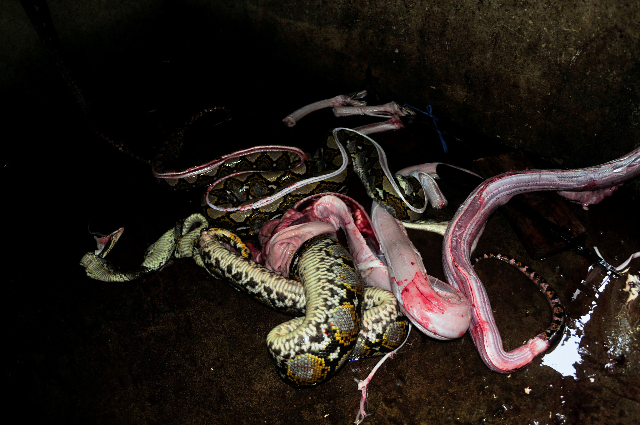 Nikon D300S + Nikon AF Fisheye-Nikkor 16mm F2.8D sample photo. Partially skinned snake photography