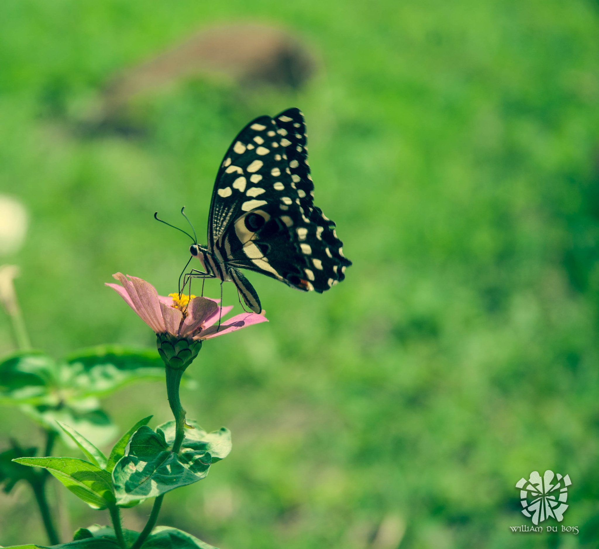 Nikon D40X sample photo. "i saw you" 2 photography