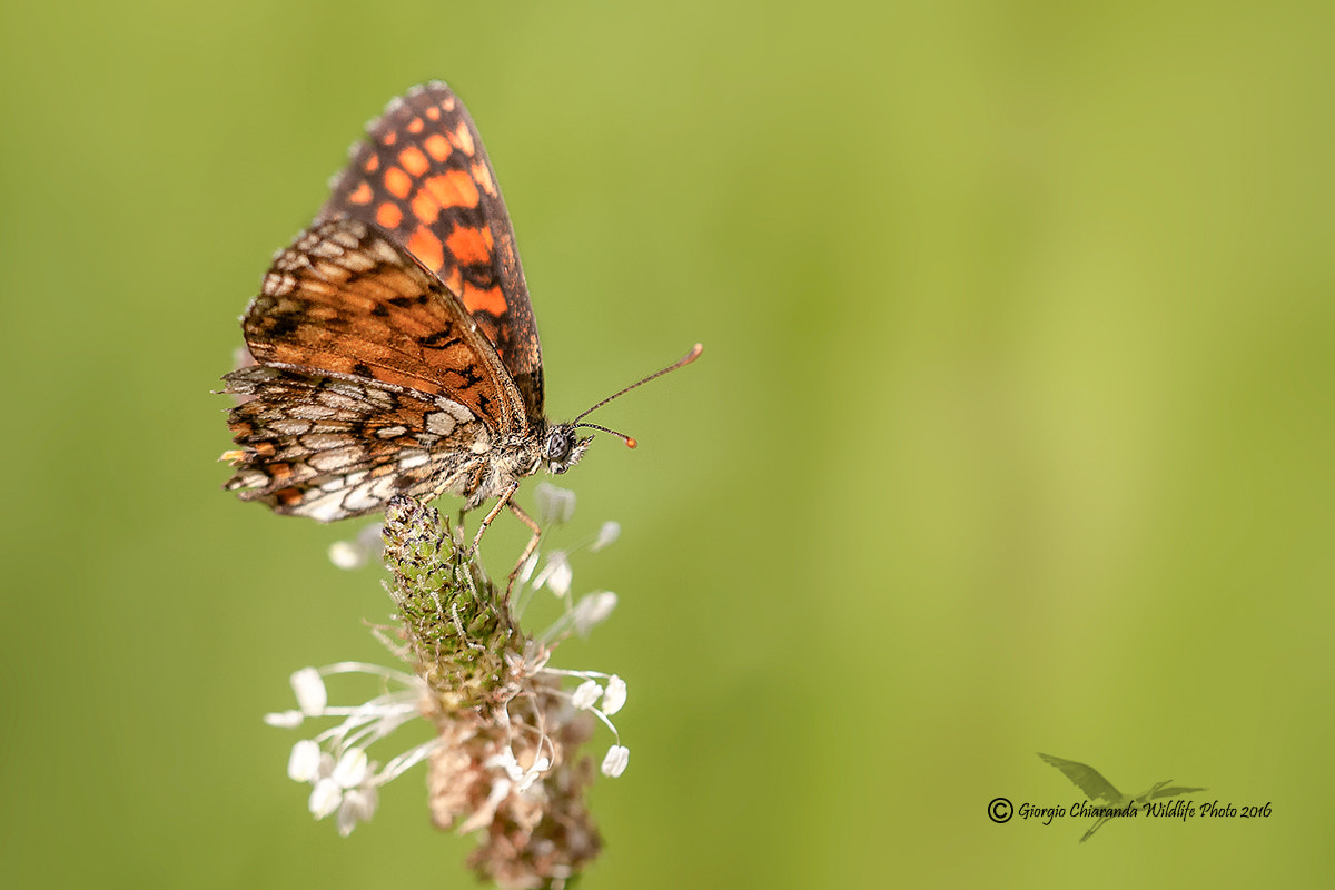 Sigma APO Macro 150mm f/2.8 EX DG HSM sample photo. Issoria lathonia photography
