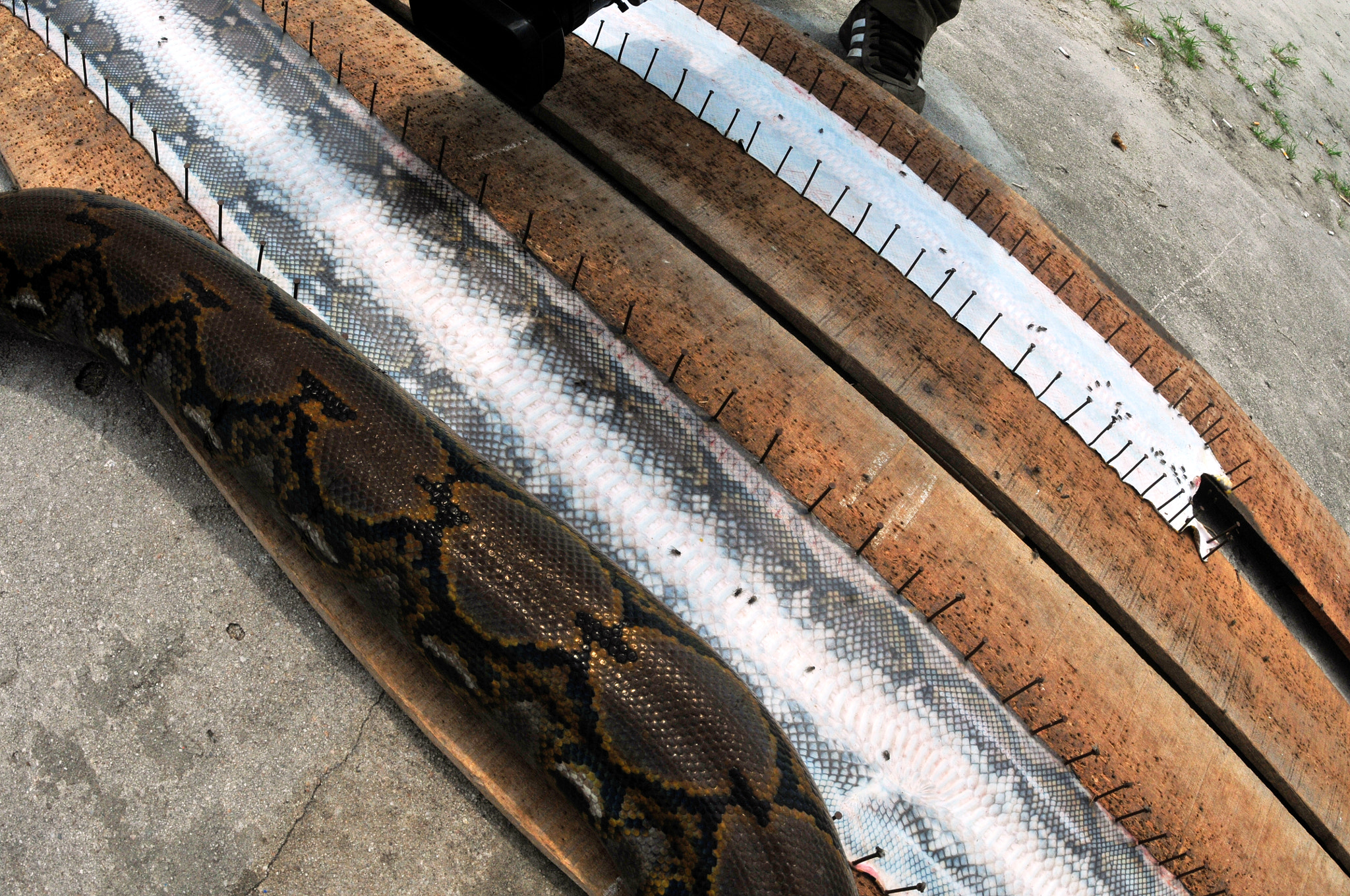 Nikon D300S + Nikon AF Fisheye-Nikkor 16mm F2.8D sample photo. Skin and a python photography
