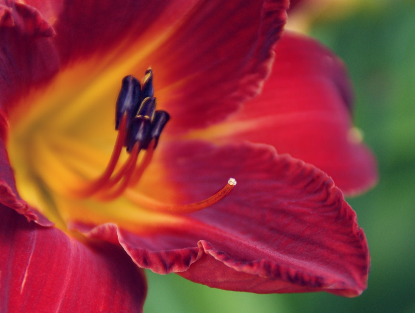 Sony Alpha DSLR-A290 sample photo. Daylily photography
