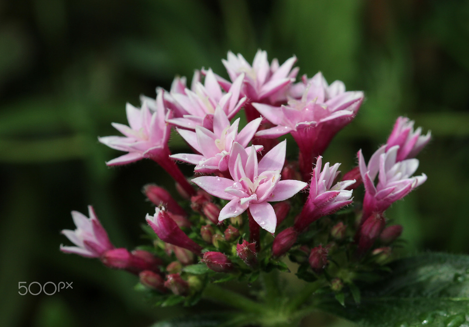 Sigma 105mm F2.8 EX DG OS HSM sample photo. Star cluster photography