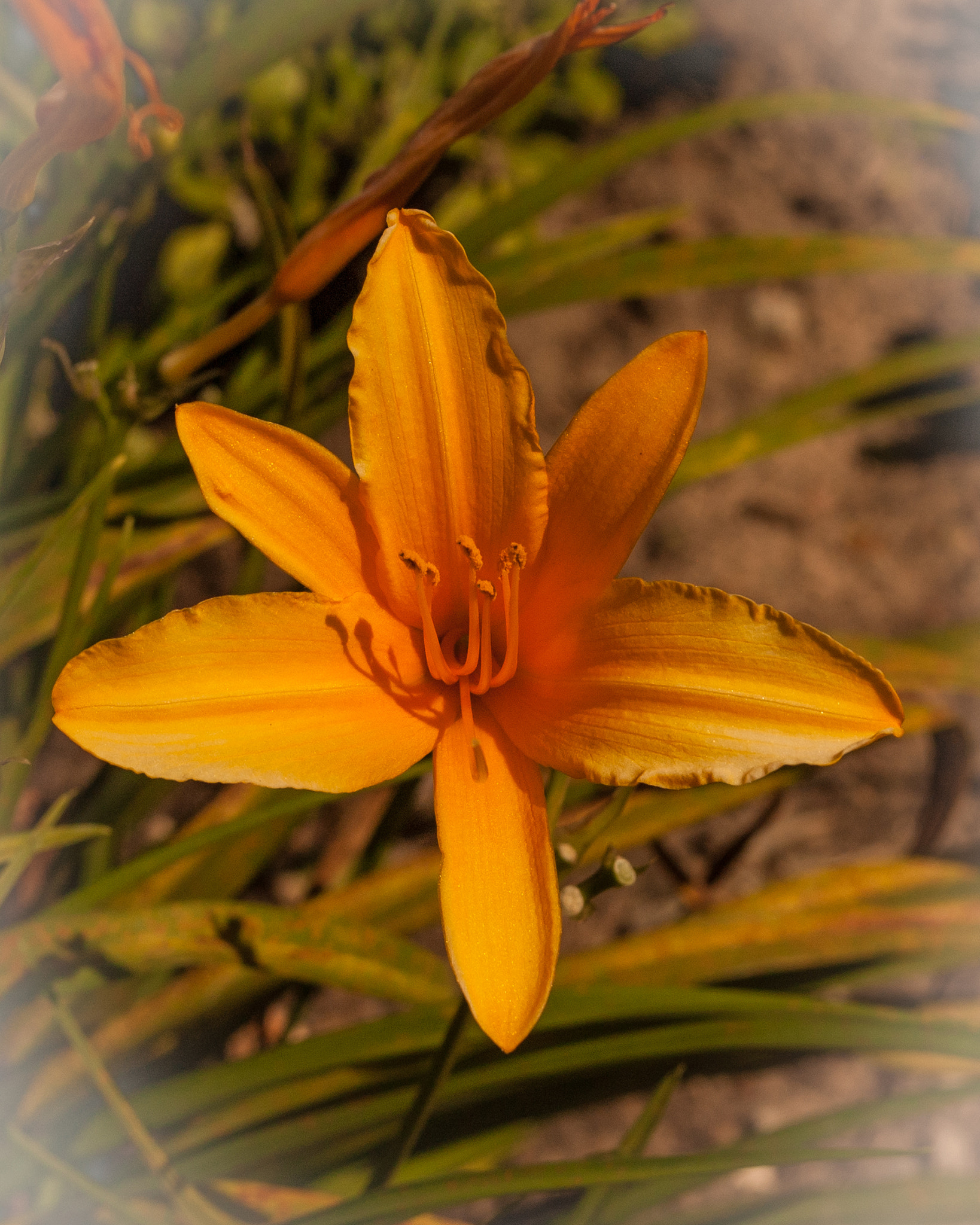 Nikon D70 sample photo. Steamy star photography