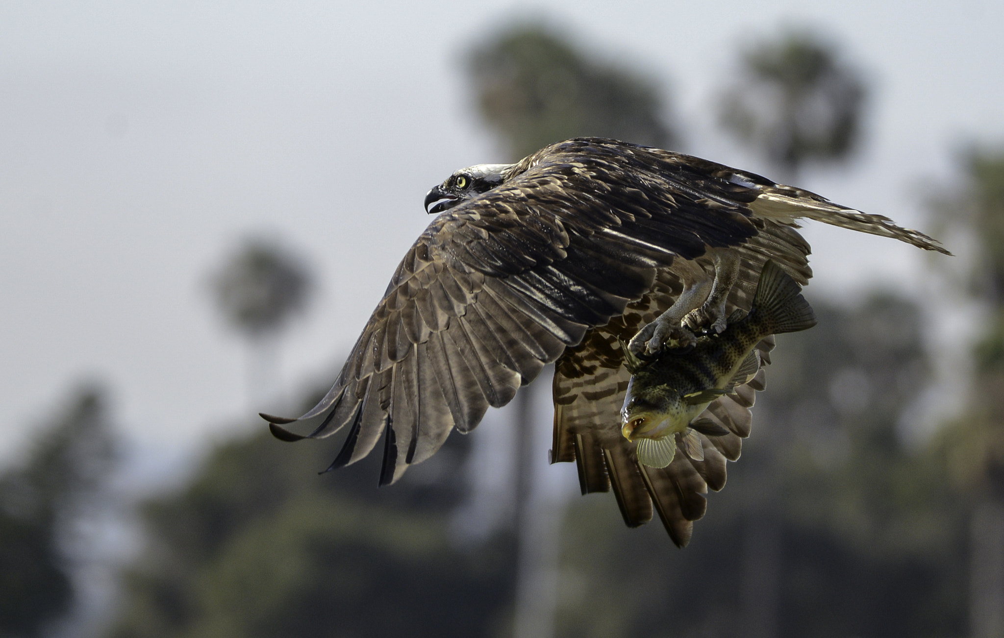 Nikon D600 sample photo. The catch of the day photography