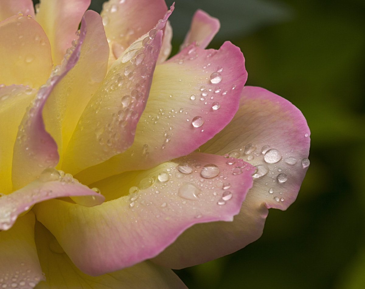 Sigma APO Macro 150mm f/2.8 EX DG HSM sample photo. Rain drops photography