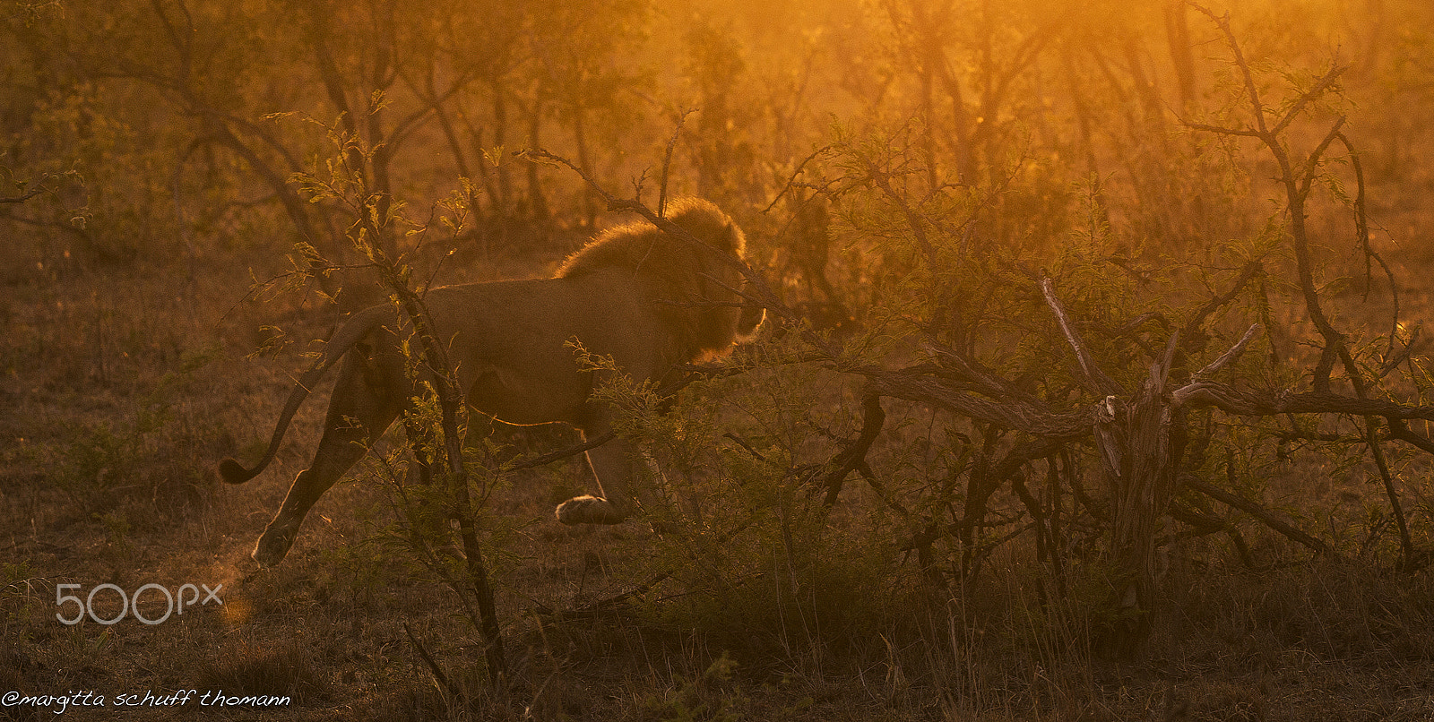 Tamron SP 150-600mm F5-6.3 Di VC USD sample photo. Appointment at sunrising .. photography
